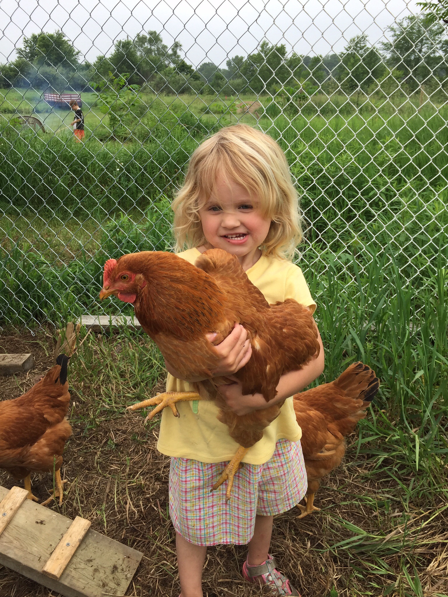 Our little girl loves to pick up the chickens and hug them. They don't seem to mind.