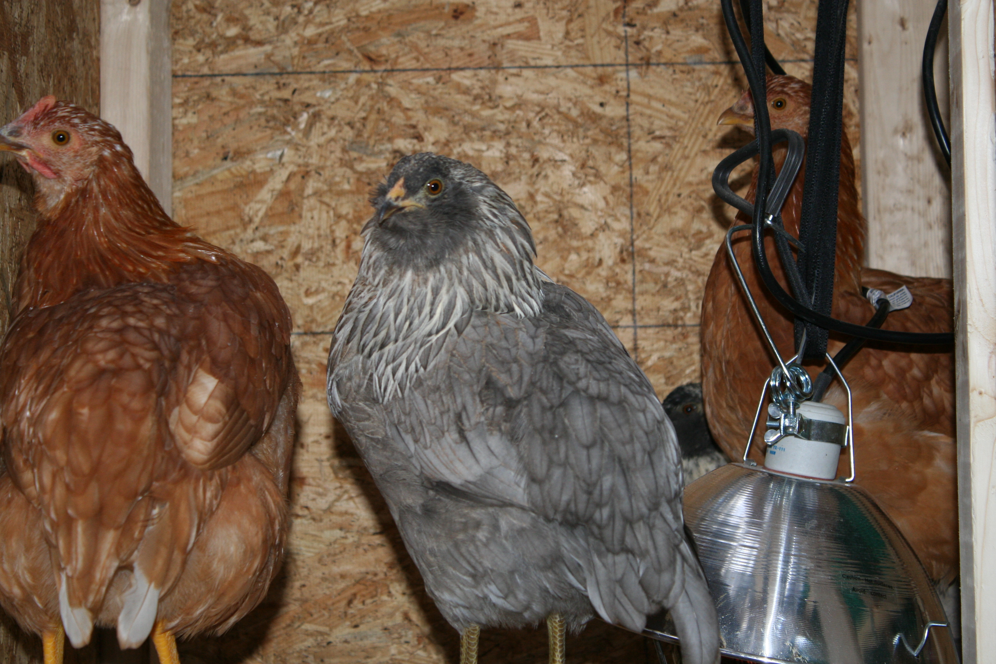 Our little layers, red sex link hens and Easter eggers.  No, the lamp isn't plugged in, I just forgot to put it away.