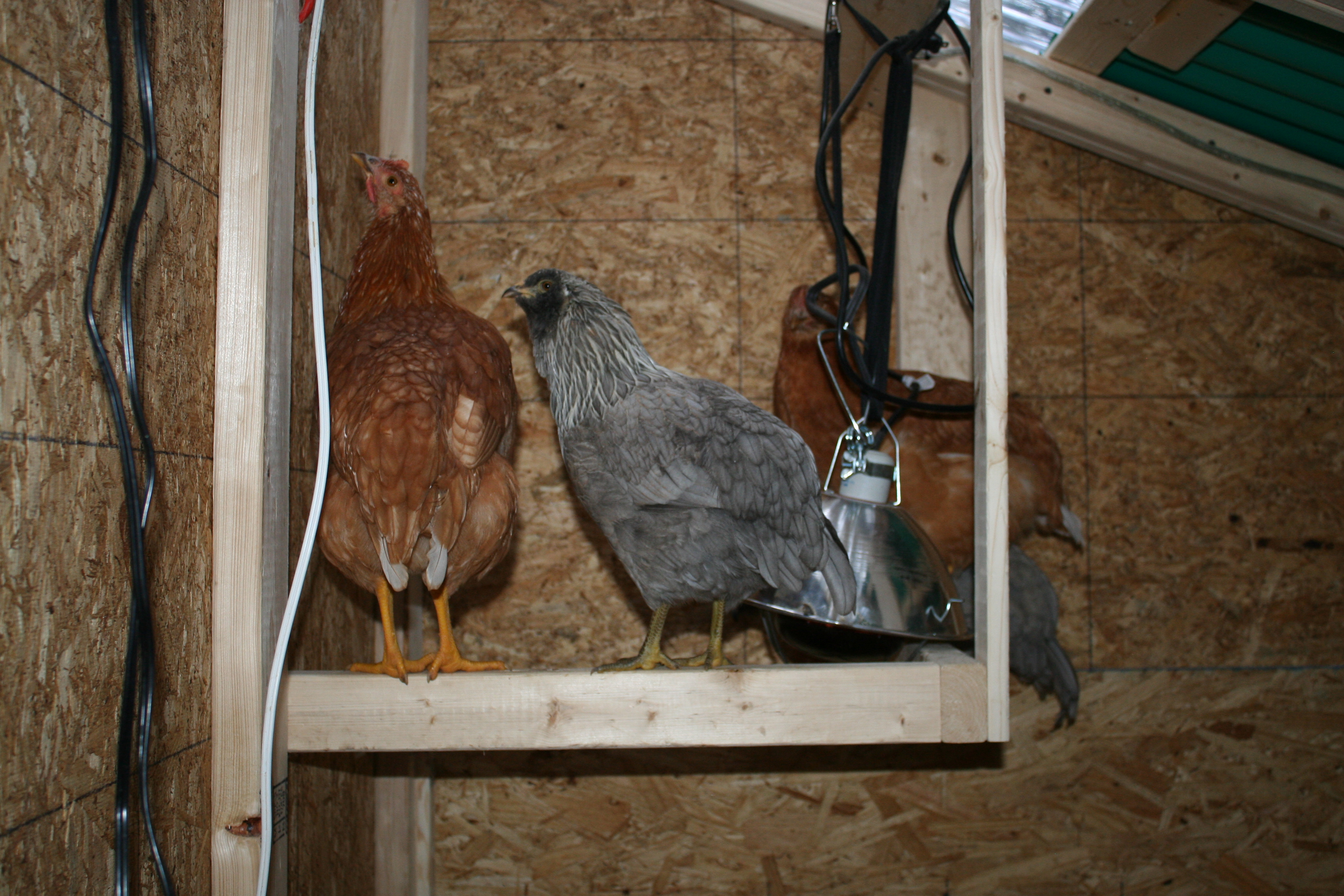 Our little layers, red sex link hens and Easter eggers.  No, the lamp isn't plugged in, I just forgot to put it away.