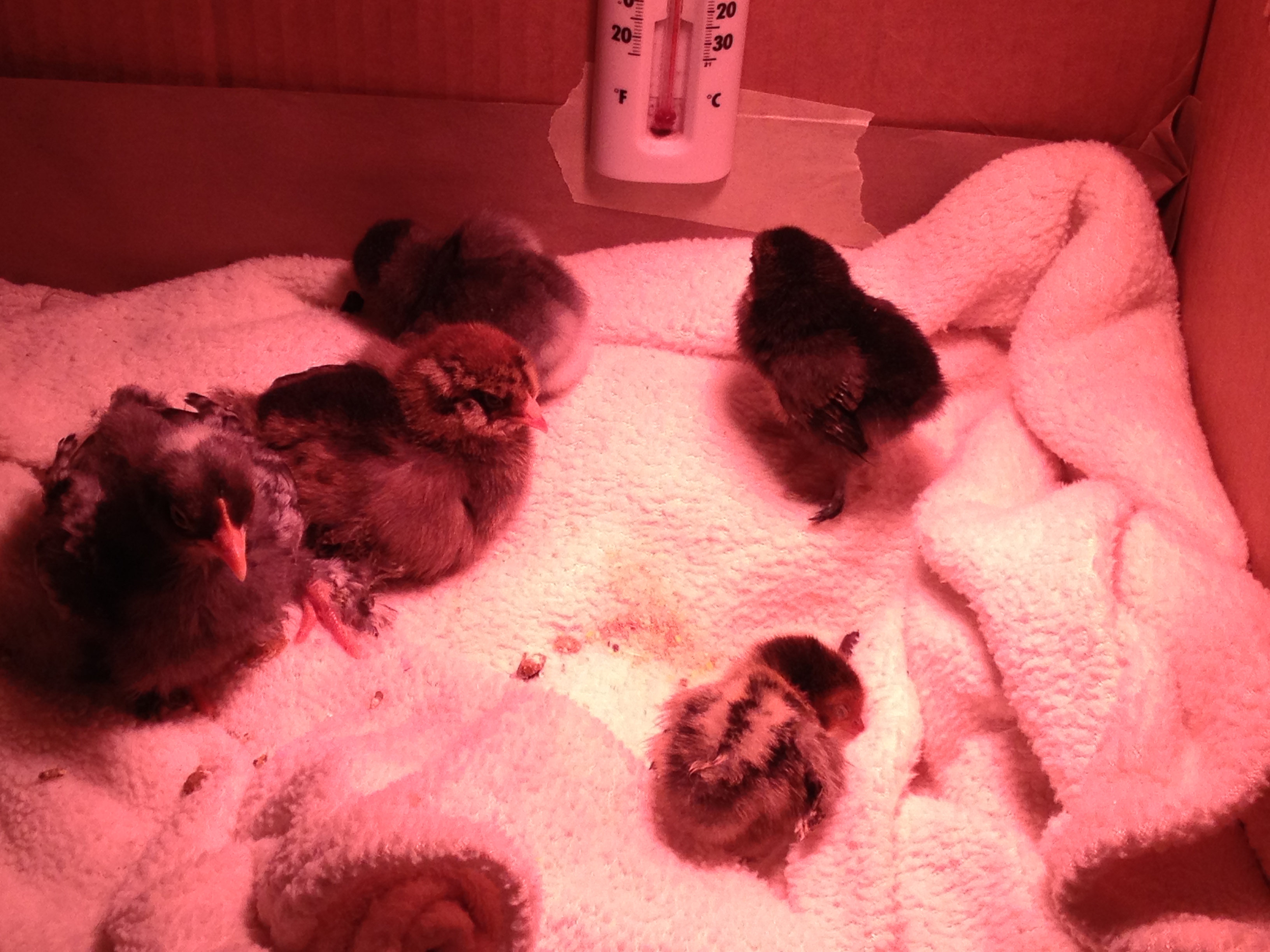 Our little Mille (Bottom right) didn't make it :(