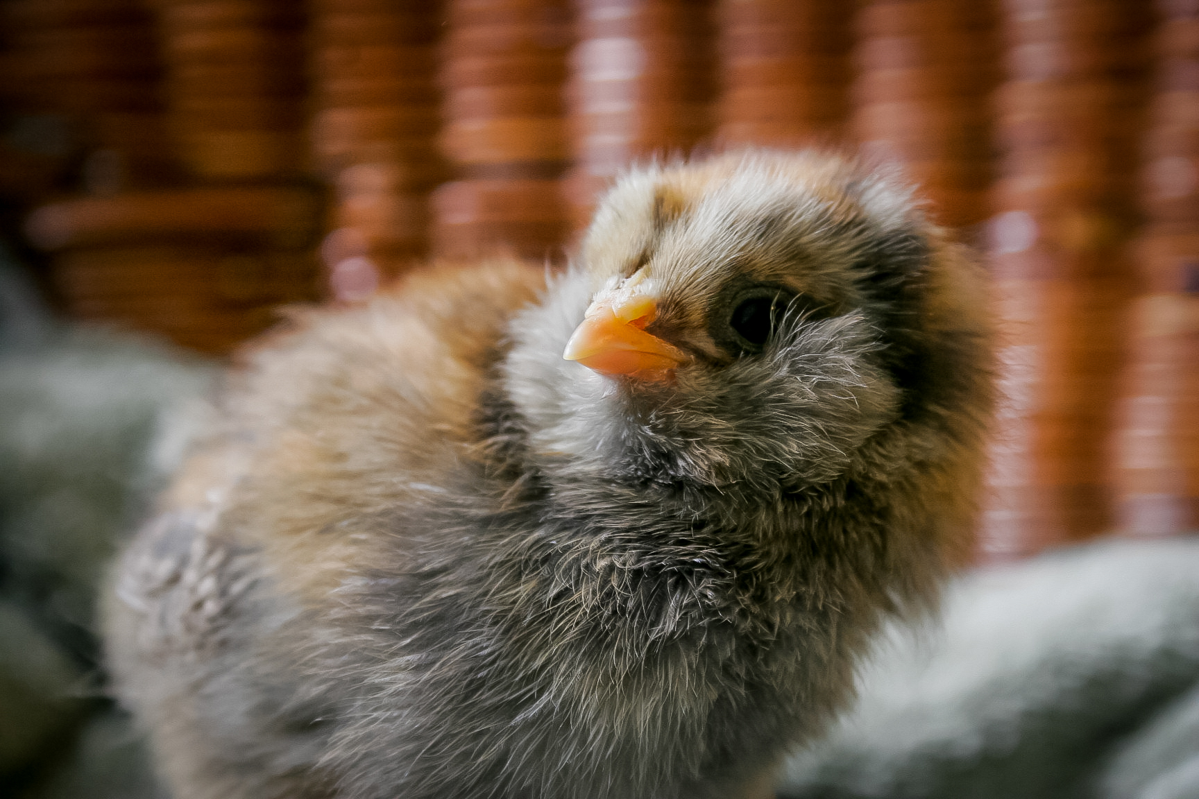 Our little Miss Molly--our fluffiest chick that does what she wants and hasn't a care in the world. (5 days old.)