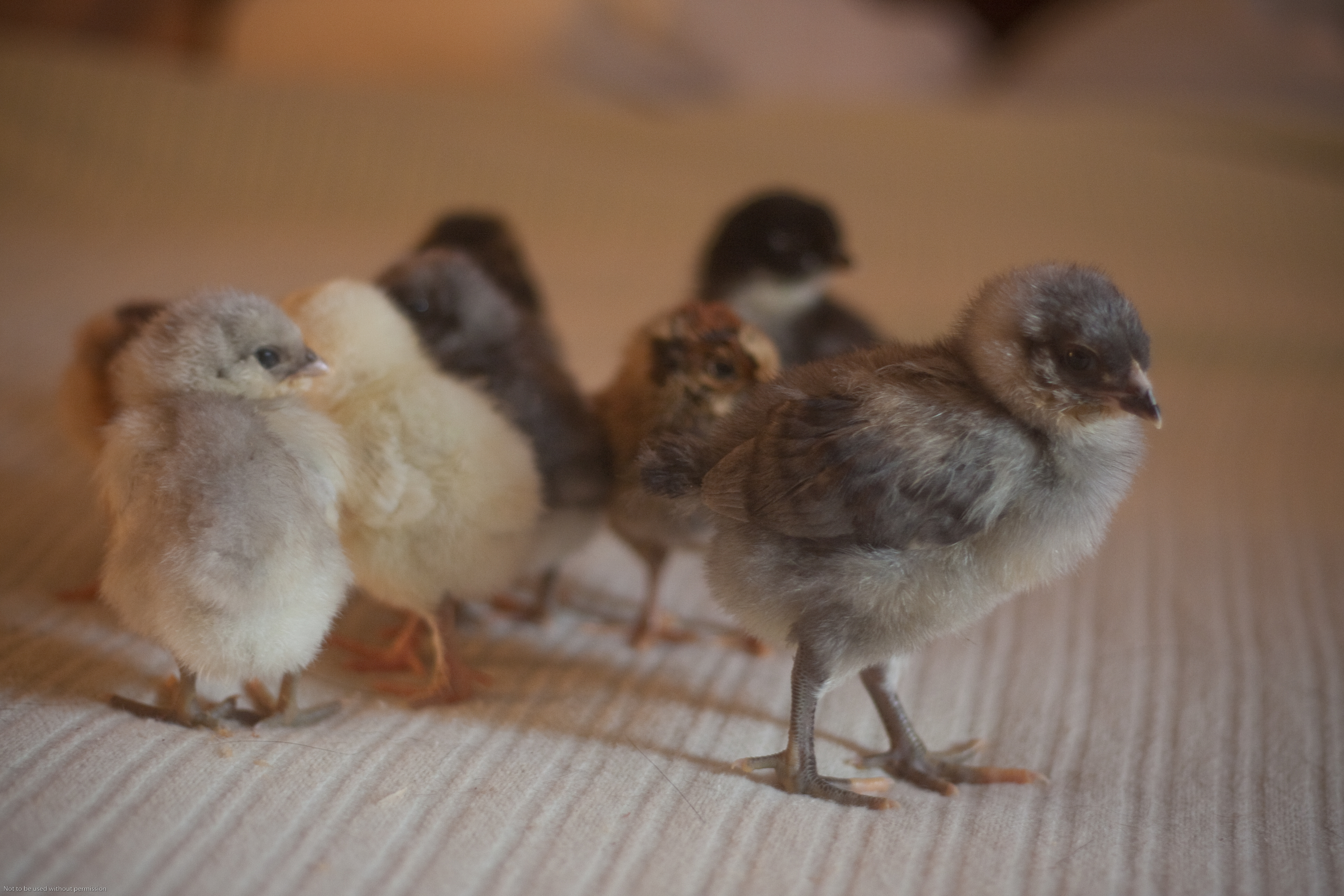 Our little ones