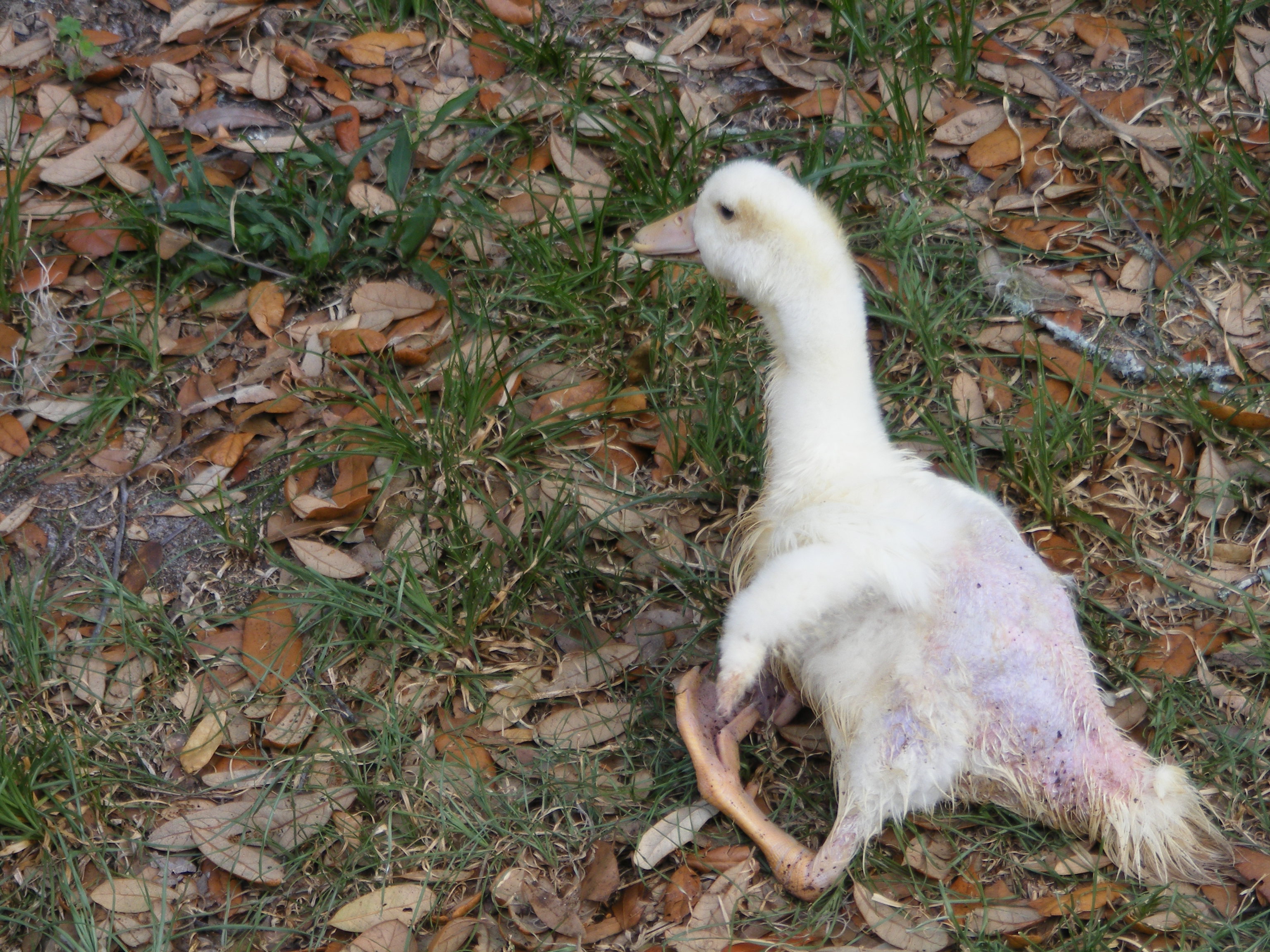 Our little special needs Duck Gimpy