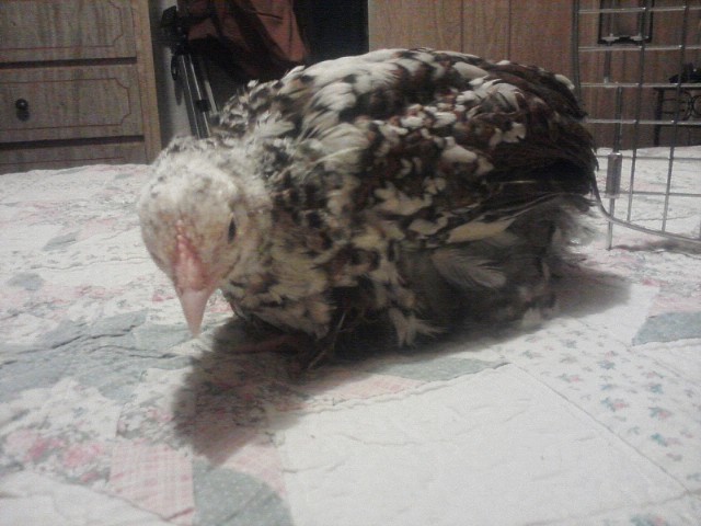 Our little Speckled Sussex Roo - dubbed 'Spotty' by my sweetie. Two days shy of 3 months old.
