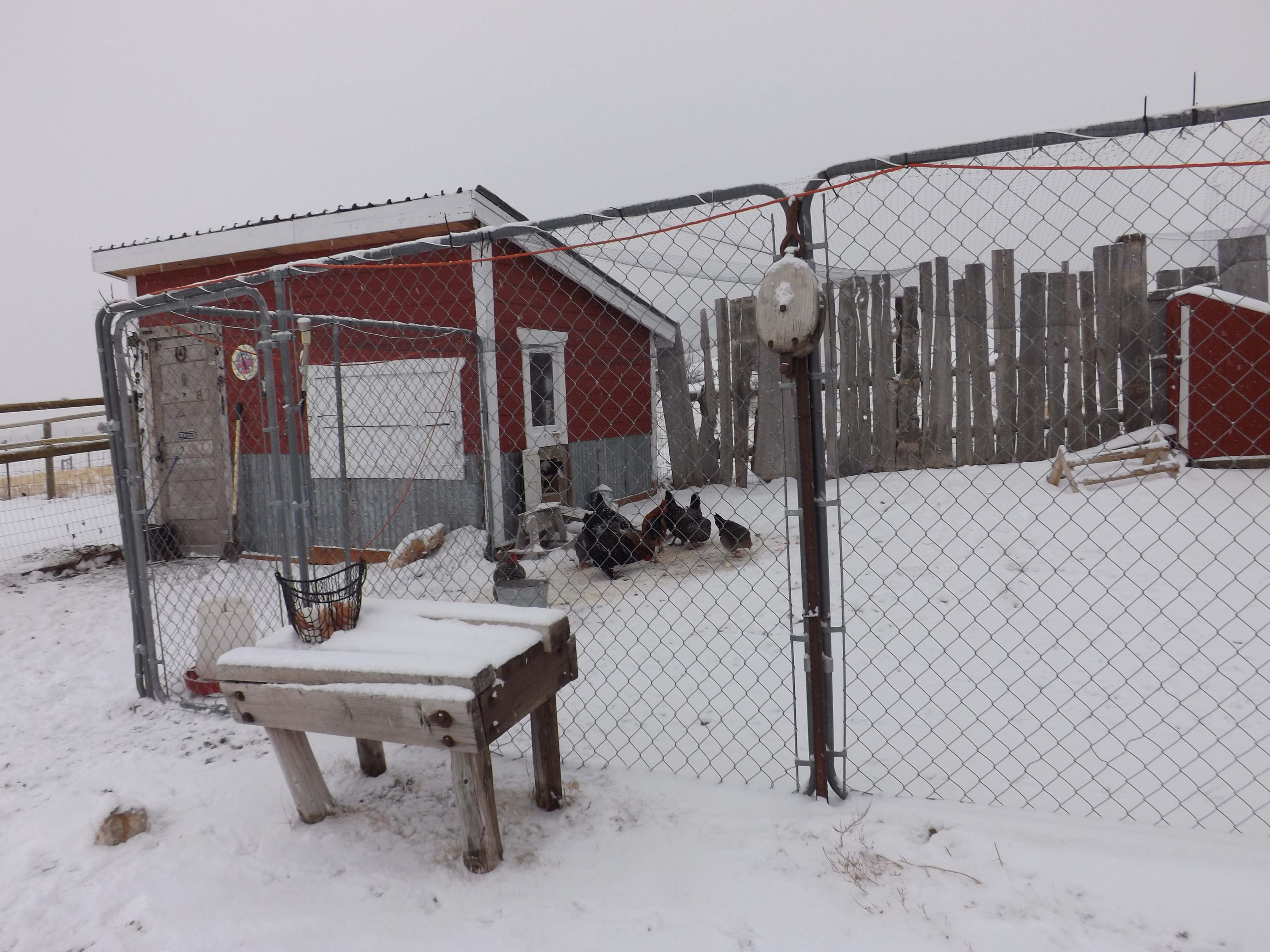 Our main coop. Made from scrounged lumber, tin, and an antique door from an 1885 home.  We have 2 other coops, and a total of 50 hens and 5 roosters.  We live in a harsh area. The six foot high fencing is for keeping the bears, wolves, coyotes, badgers and big cats, etc... OUT!  There is also a net over the top of the yard as, we have lost some of our chickens to Golden Eagles and ravens.