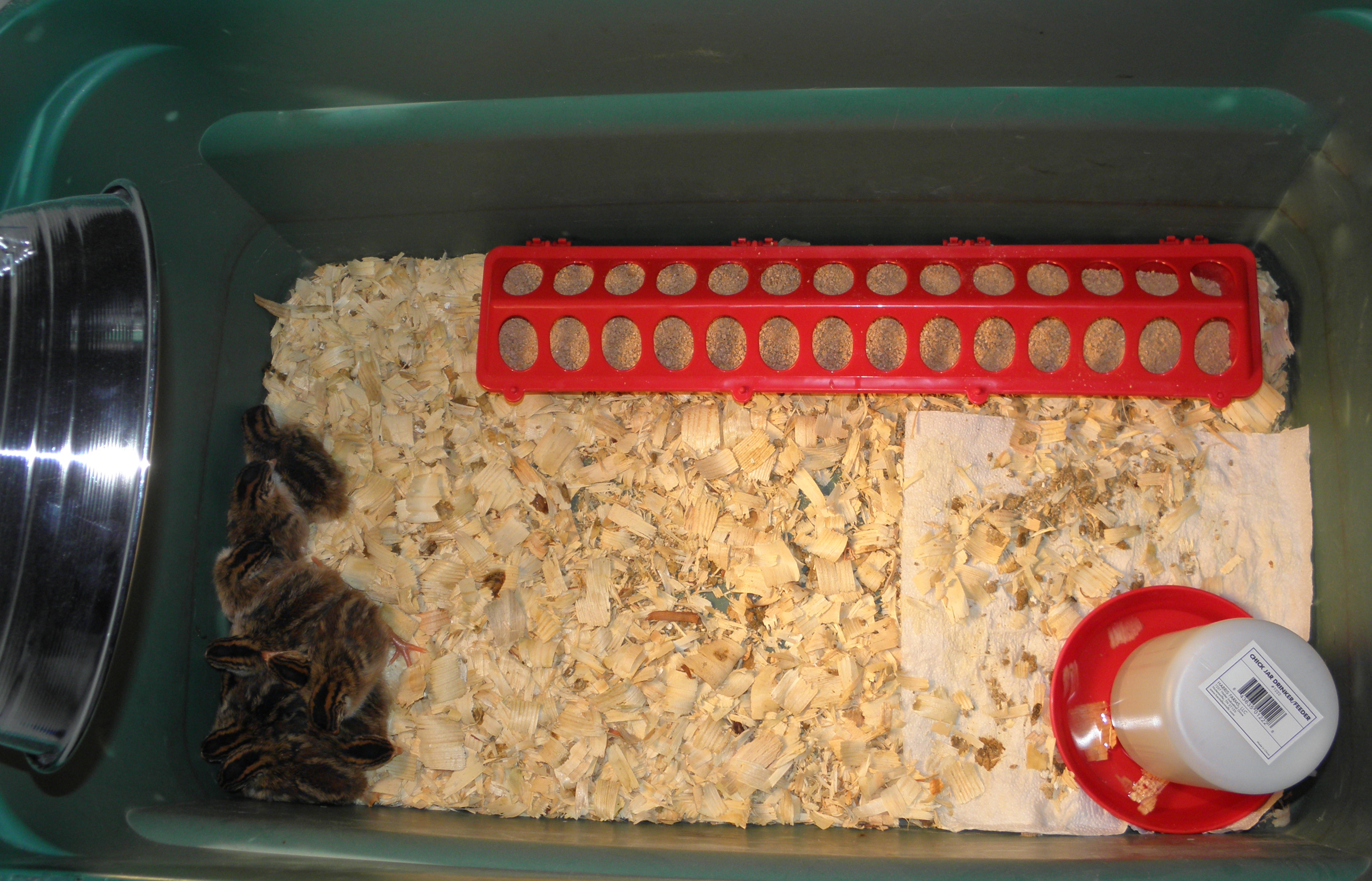 Our make do brooder.
