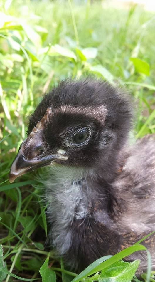 Our maran at a couple weeks old now.