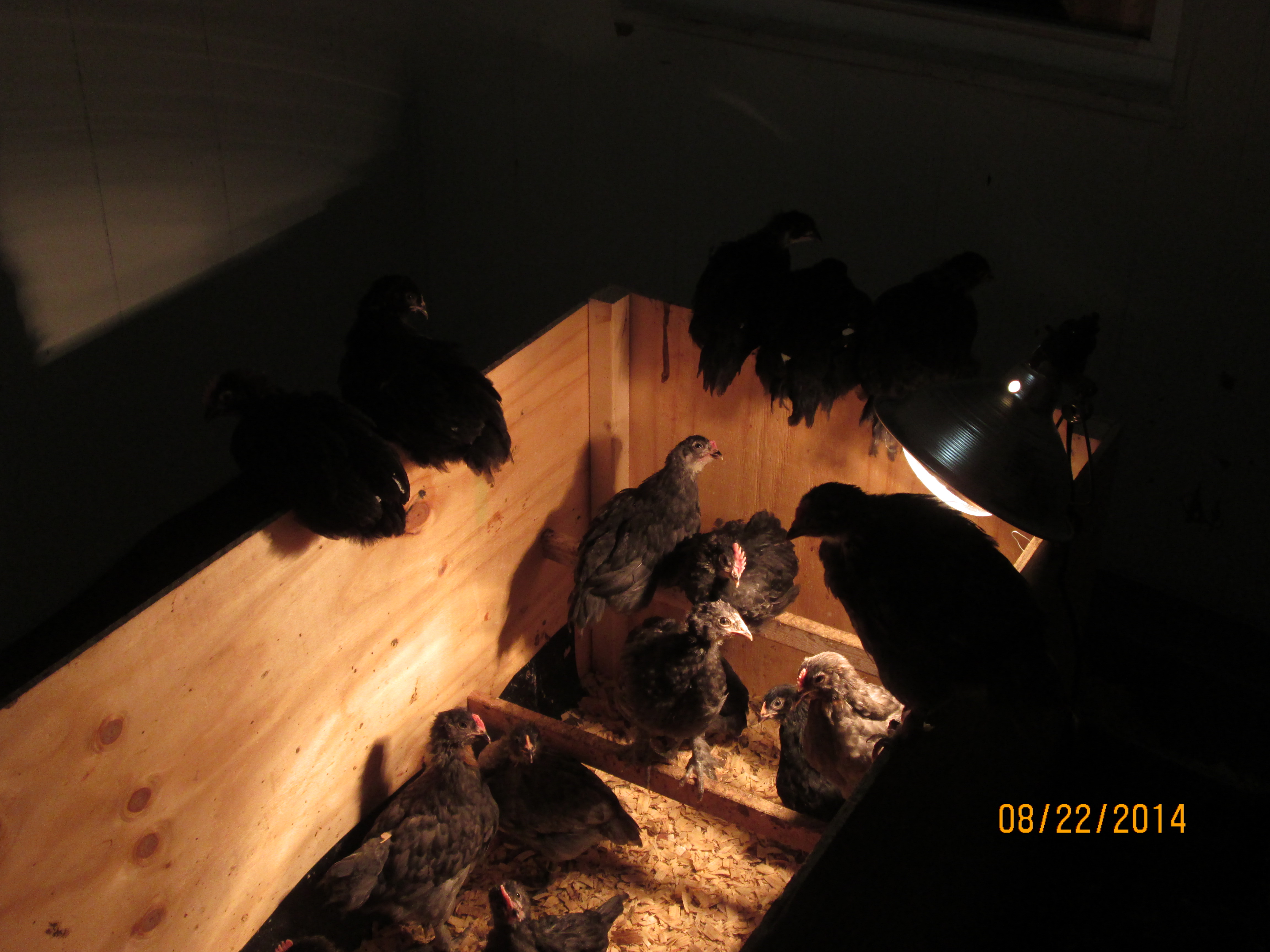 Our Marans and Olive Egger Babies at Appx. a month old