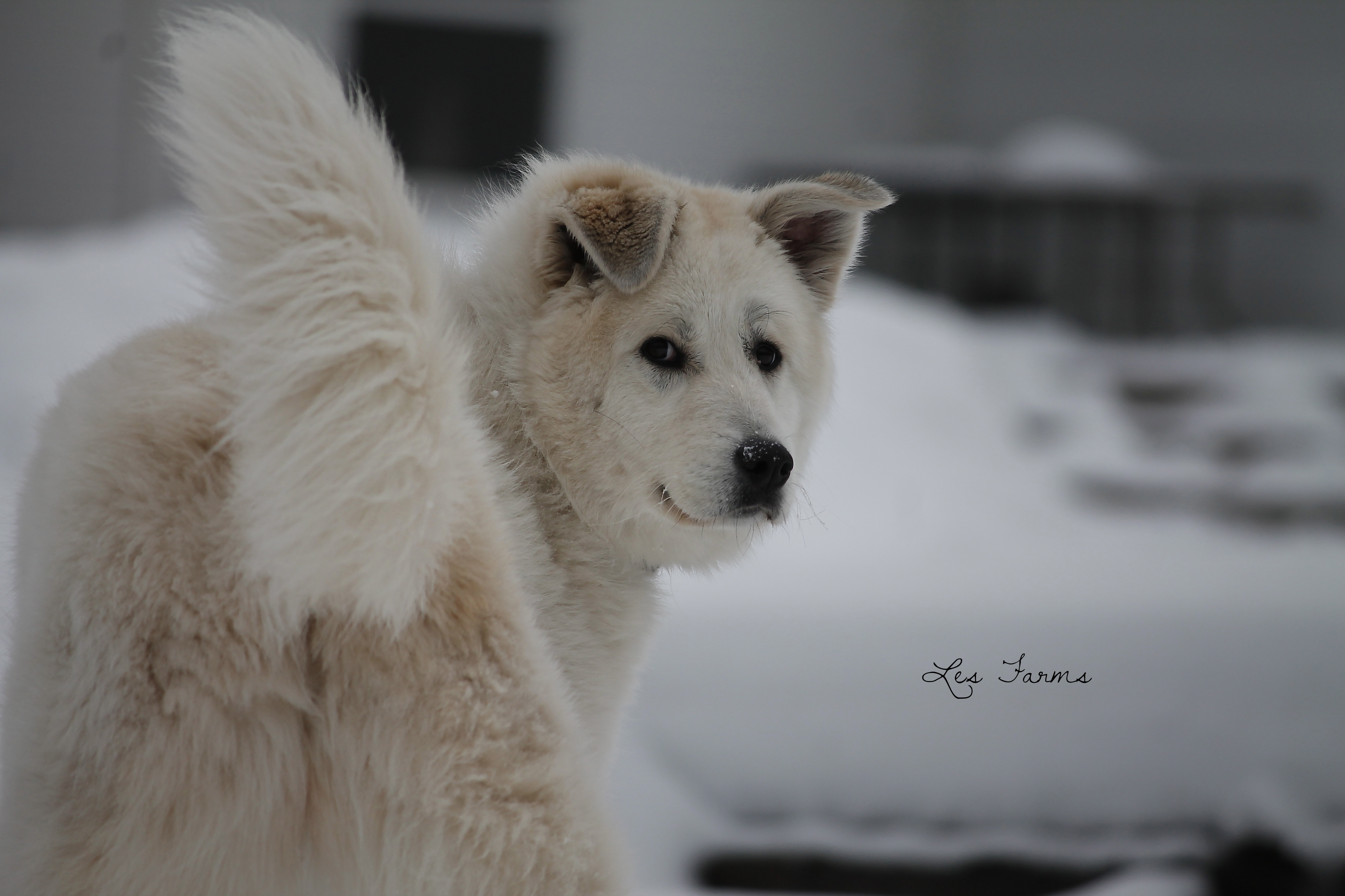 Our Maremma x Great Pyr - Clementine 11 months old