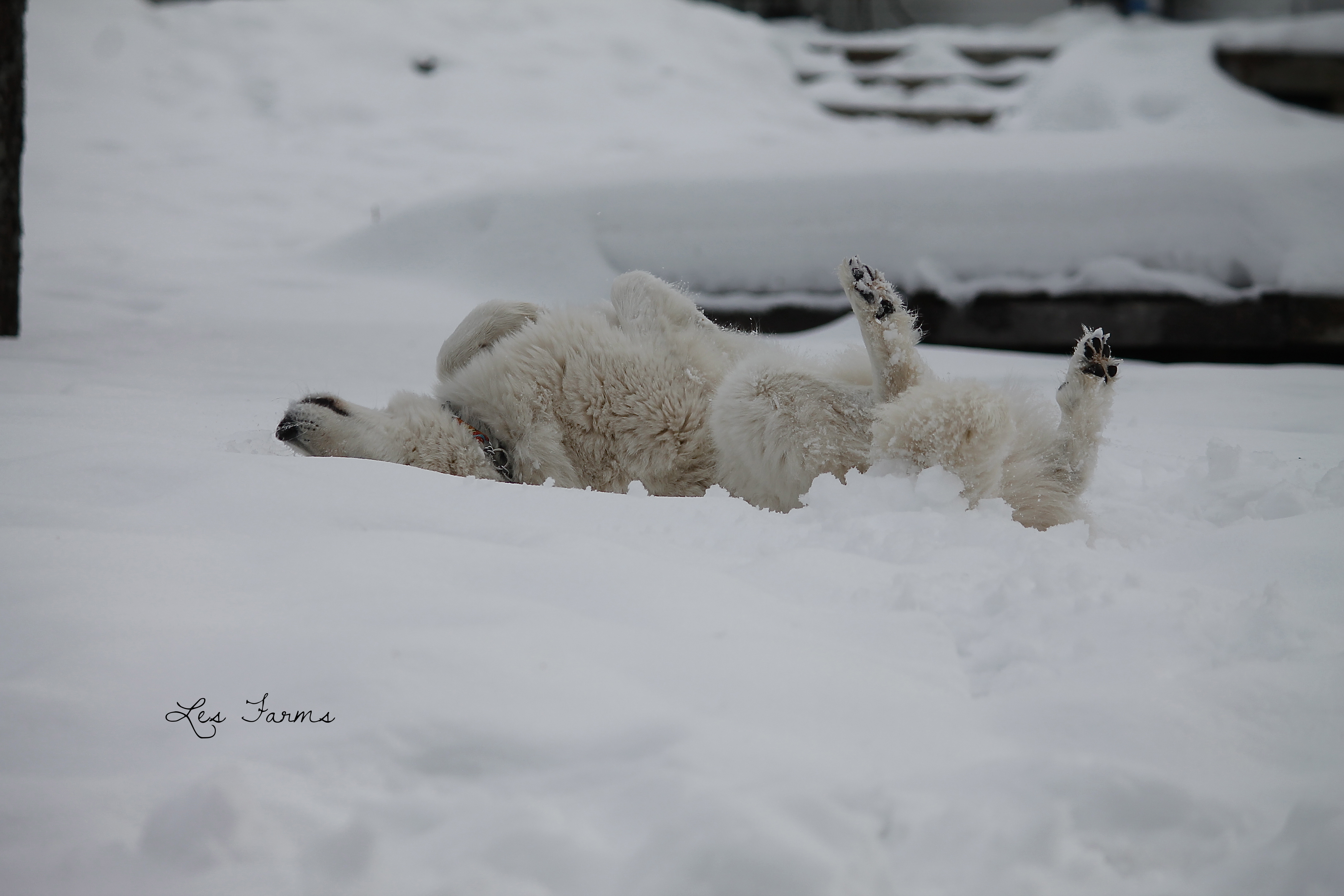 Our Maremma x Great Pyr - Clementine 11 months old