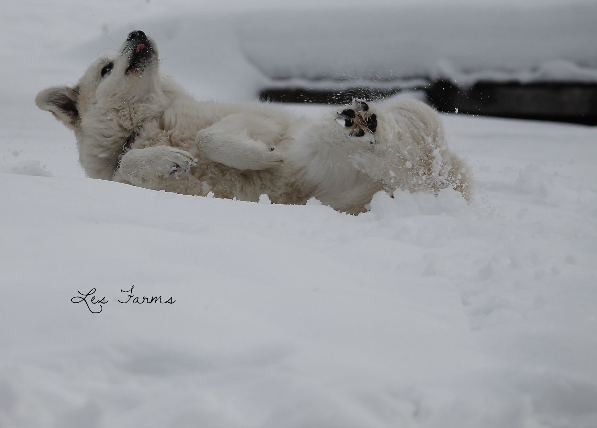 Our Maremma x Great Pyr - Clementine 11 months old