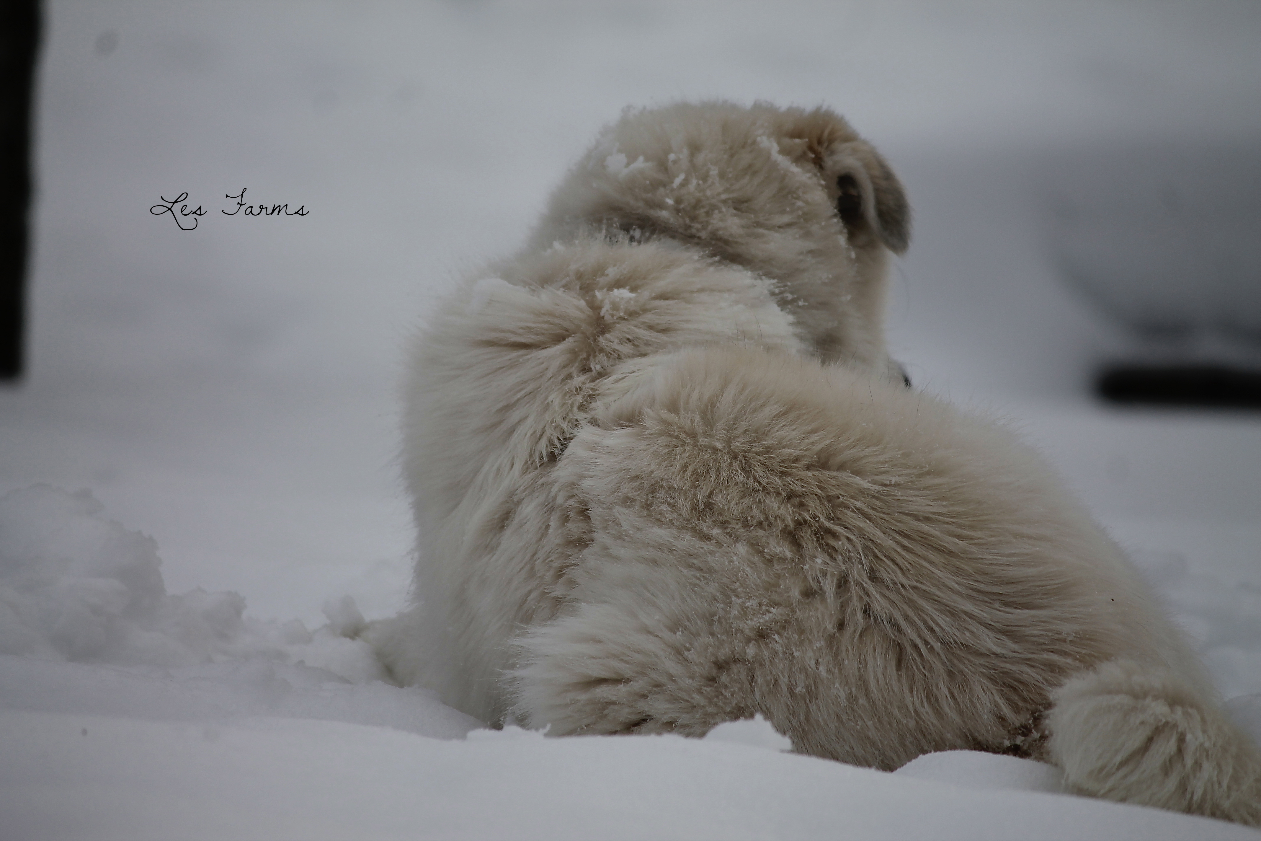 Our Maremma x Great Pyr - Clementine 11 months old