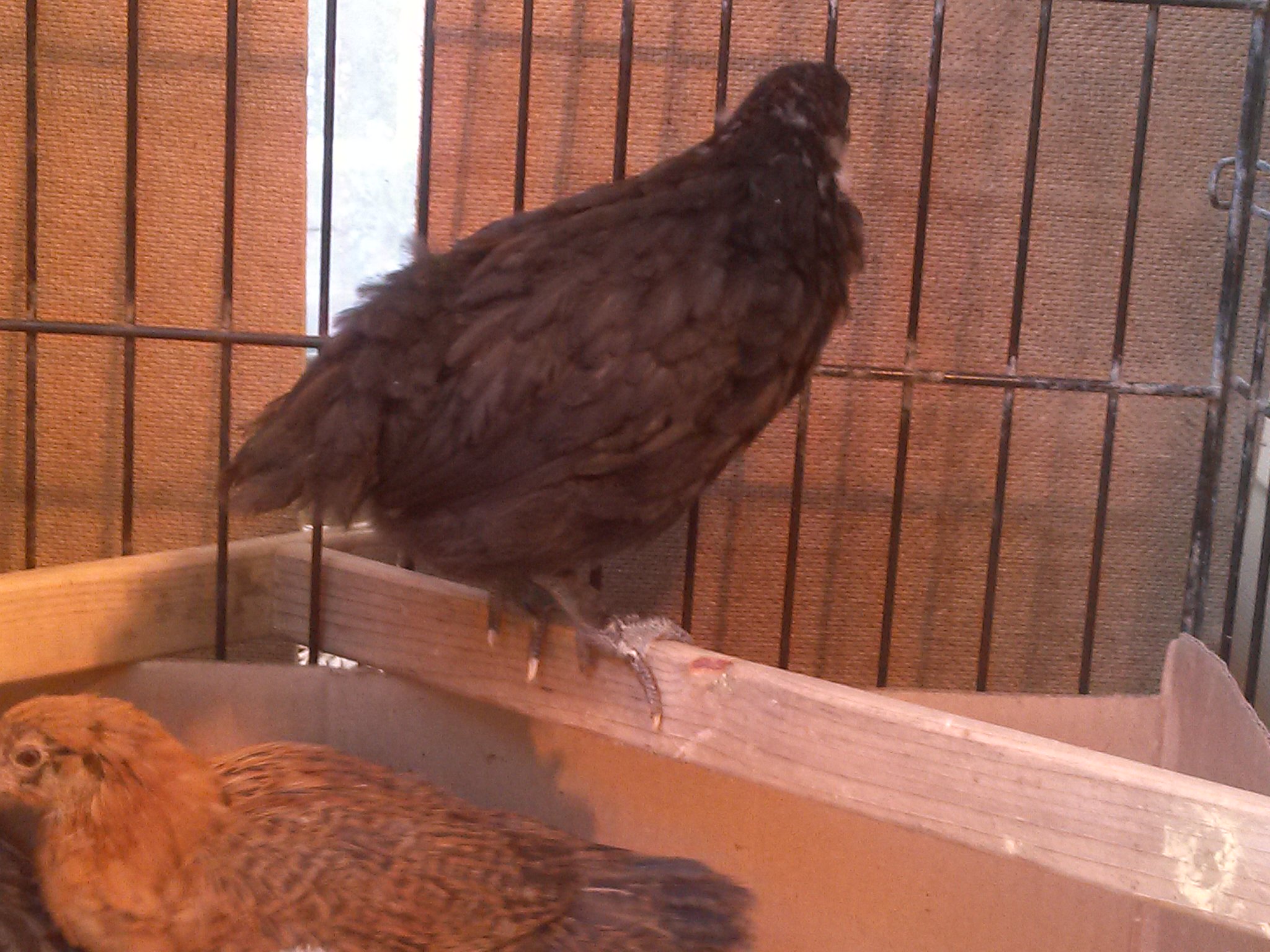 Our Meal Maker, Penelope.  She loves to roost.  Below her is Hazelnut, an easter egger.
Both 8 weeks