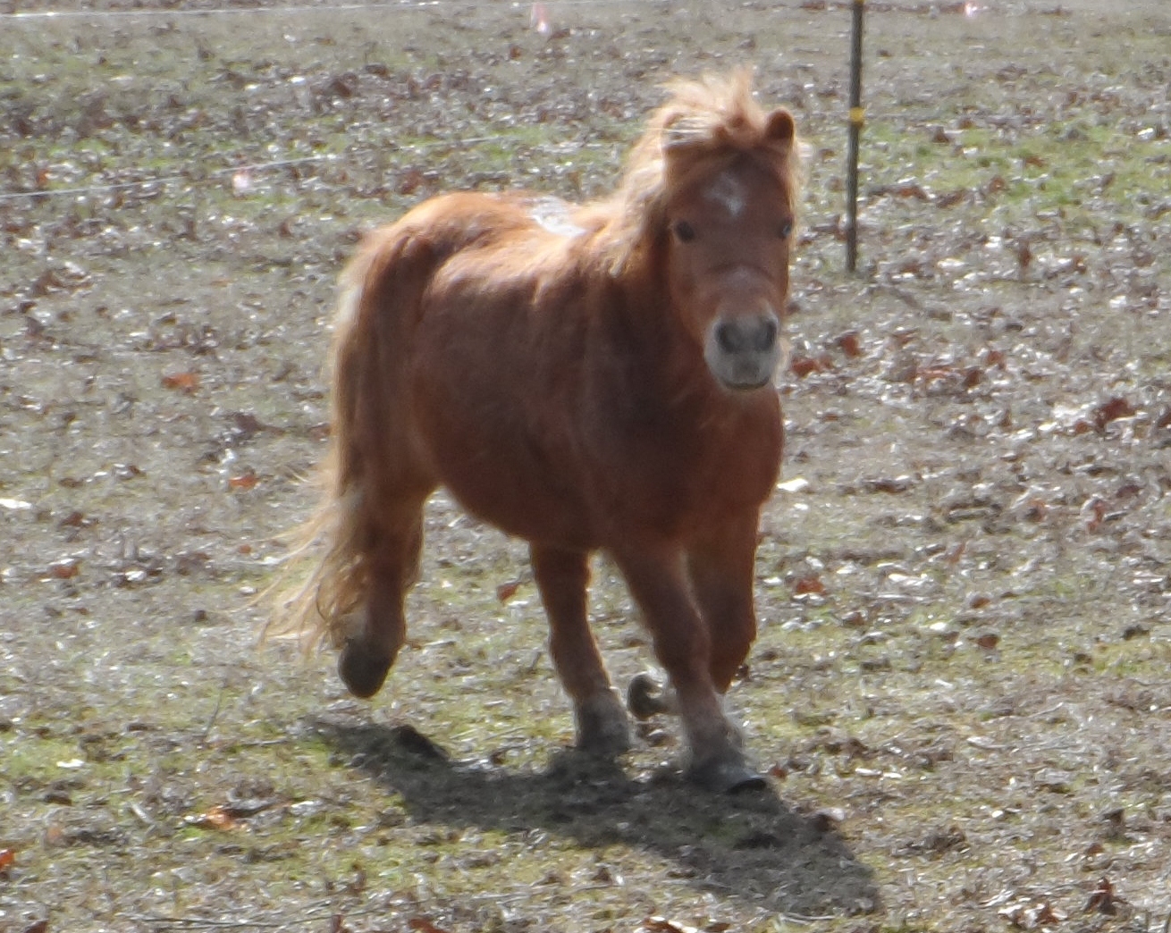 Our Mini Horse, Little Man
