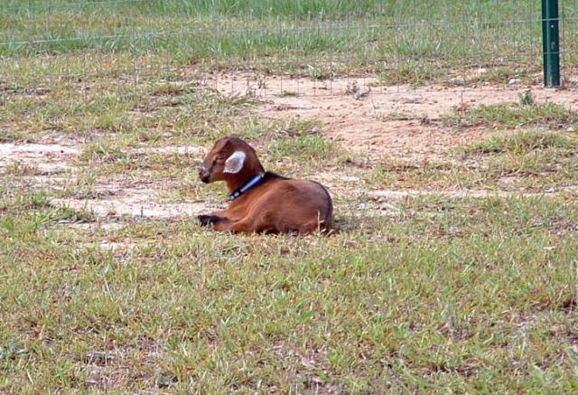 Our Mini-Nubian Lightning as a kid.