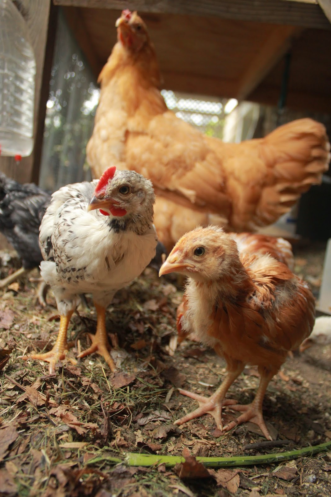 Our month old chicks check out my camera with surrogate Mama keeping a close eye! My guess is roo (left) & pullet (right).