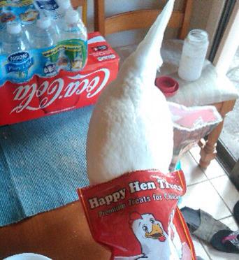 Our most spoiled chicken, Nibbles.  She doesn't wait for the meal worms to be handed out, she helps herself.