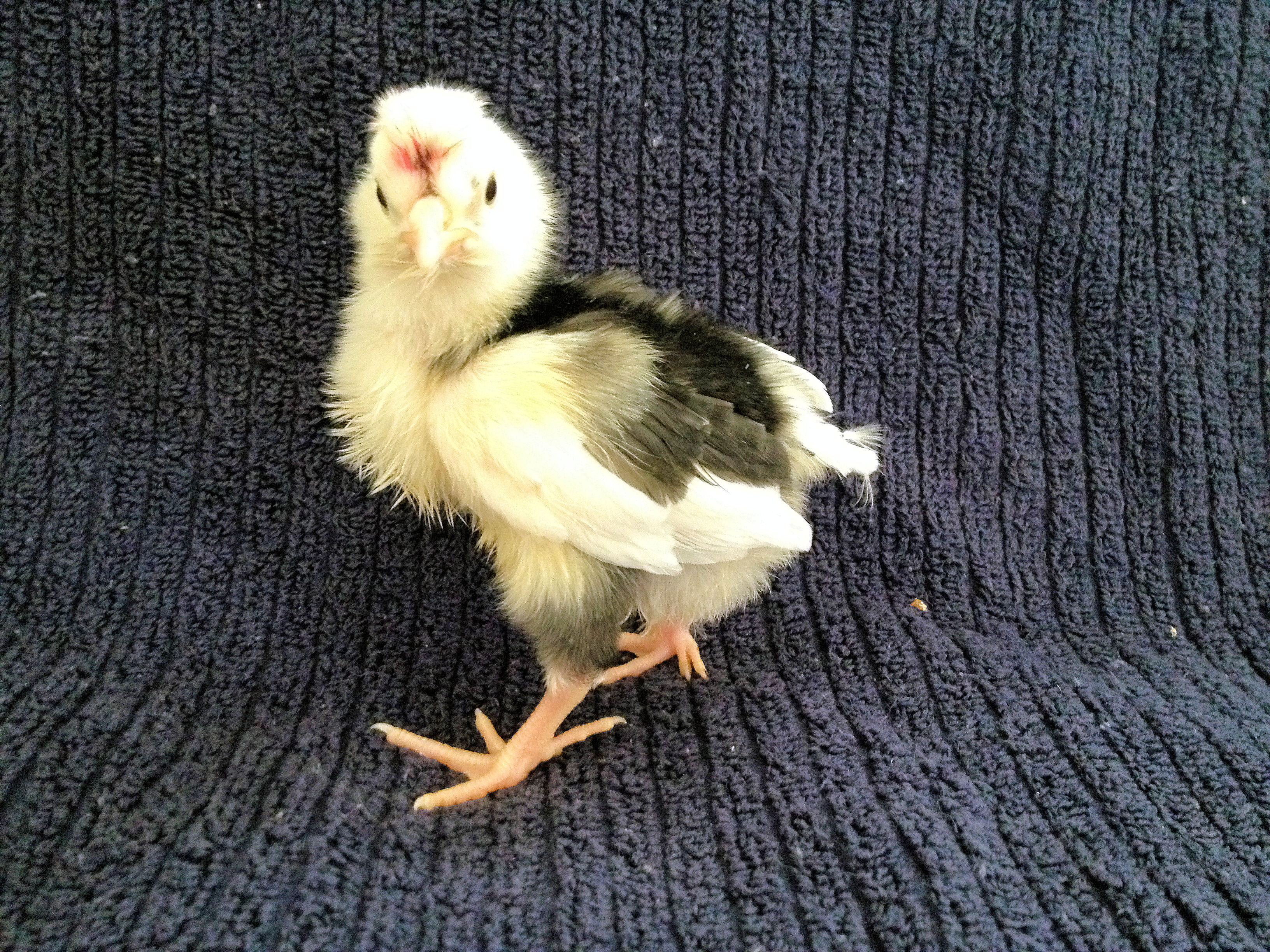 Our Mottled Houdan