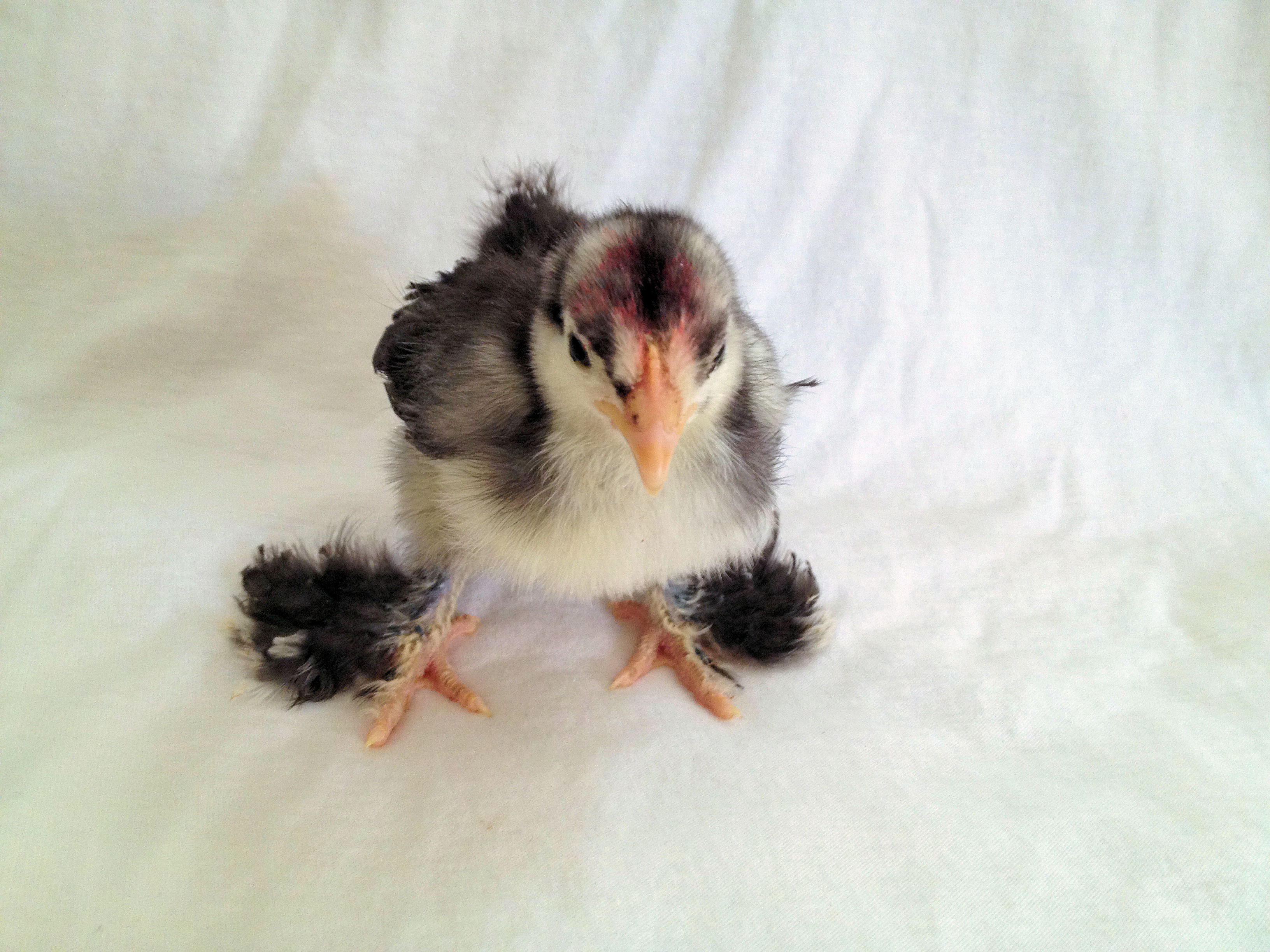 Our Mystery Baby , Supposed to be a Blue Cochin or a frizzle, Anyone know?