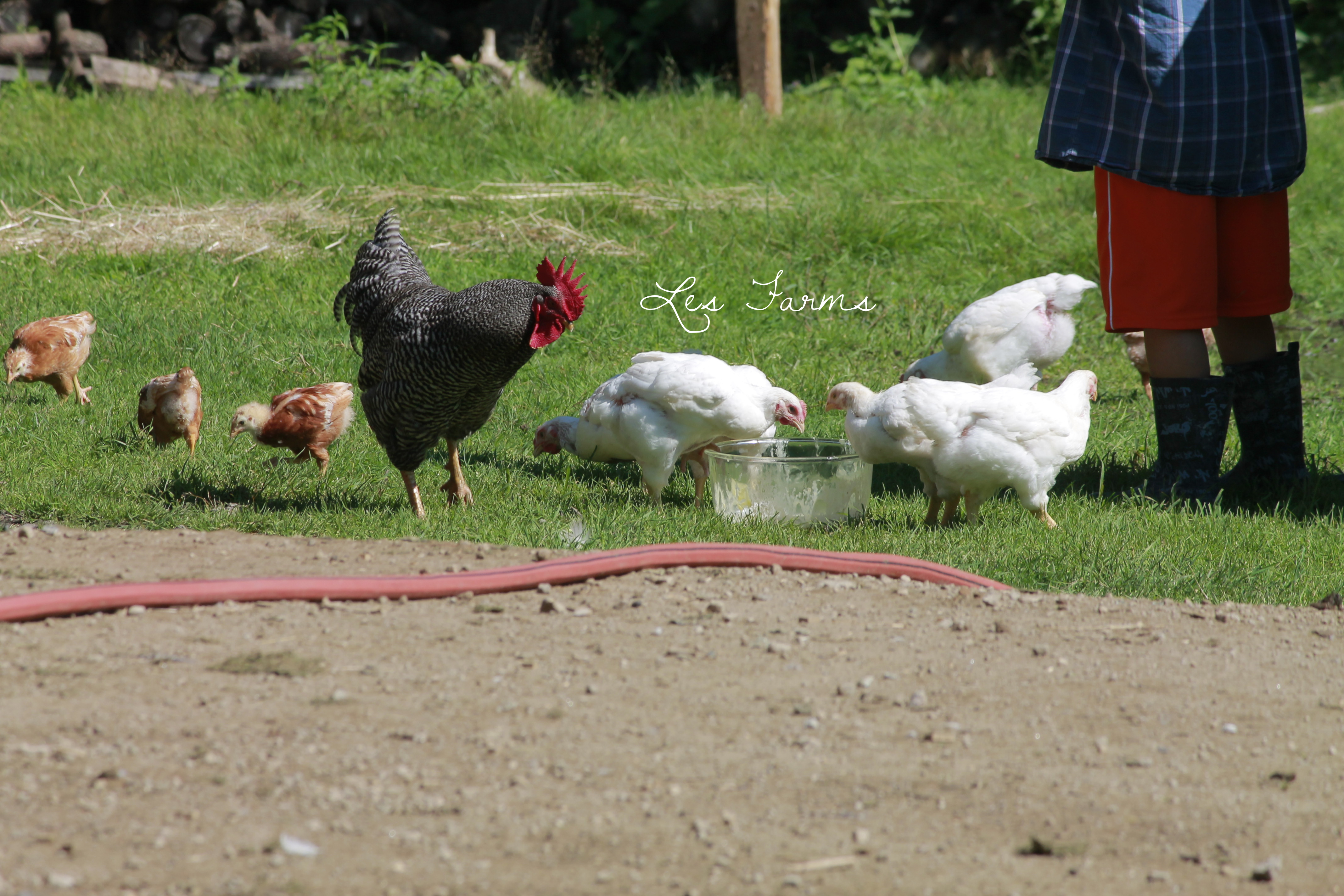 Our neighbour kids came over to help with chores. Cletus is watching over his babies ;)