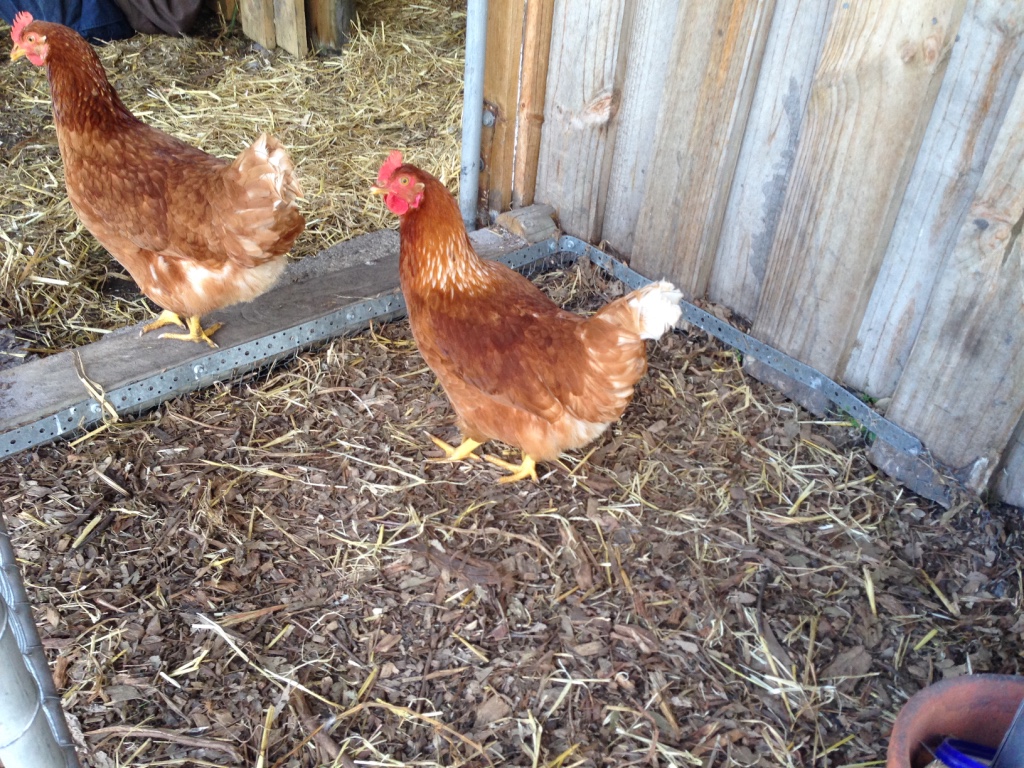 Our neighbour's chickens like it better with us