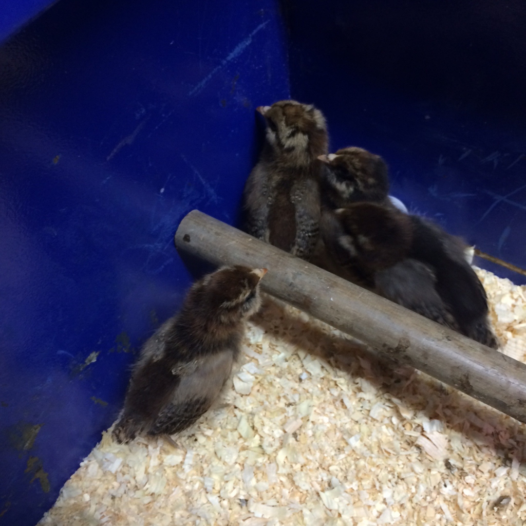 Our new addition Amerecauna Pullets at 1 week old