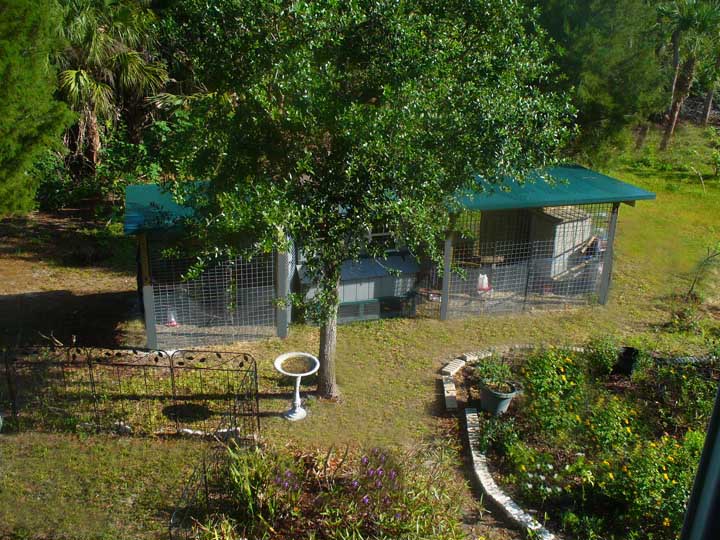 Our new and improved 'Coop De Ville' (no plans ... just our own design)... divided into two sections, the one on the left is for 'new arrivals' and / or babies being introduced to the big world ... and on the right side reside the layers and other adults. There are plenty of roosting bars, levels and other areas for birds to go under if they wish. The roof has a very nice overhang and slant so that the birds are kept sheltered from the sun and are nice and dry, even in a driving rain. The roof is insulated so even in 100 degree weather, the underside of the roof is cool to the touch. We rebuilt the original (which was okay) but part of this was to make sure there was plenty of security at night for the birds since we have a lot of predators in the area. The first day we put up the original coop (last summer), we had no sooner put it up and the birds were settling in when a bobkitty ran by the coop chasing a rabbit at a 100 mph. He slammed on his brakes when he saw the chickens. That gave the rabbit plenty of time to scram out of there. But, bobkitty also realized that he couldn't get into the coop and had lost his rabbit dinner. He just turned and looked at us and once more looked at the birds ... did an actual sigh and walked calmly and dejectedly back into the forest.  We also rewired the entire exterior to ward off snakes.
