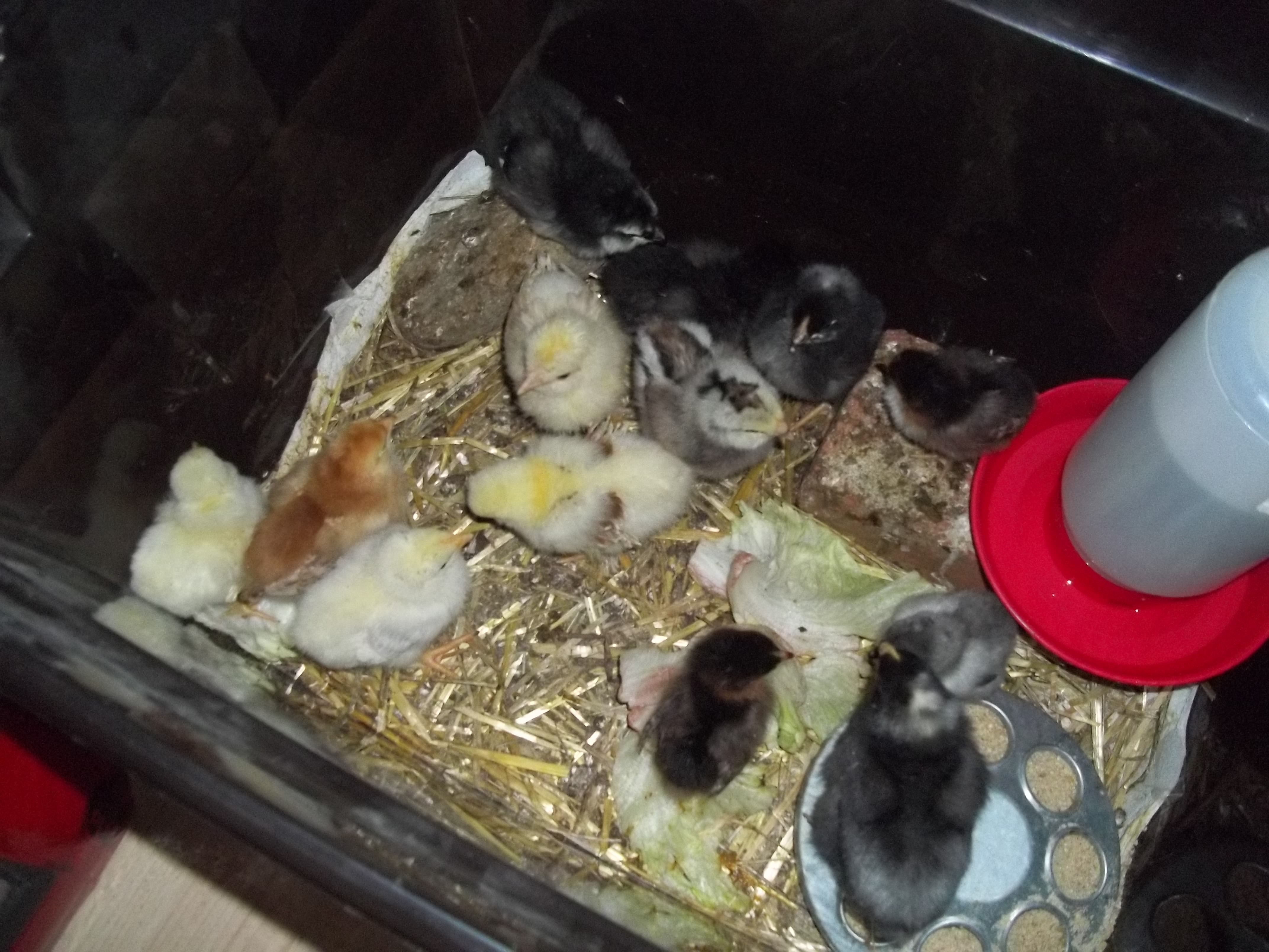 Our new babies!!
-2 Barred Rock
-2 Delaware
-3 Ameracuna
-2 Slikie Partridge
-2 Buff Polish
-2 Frizzle