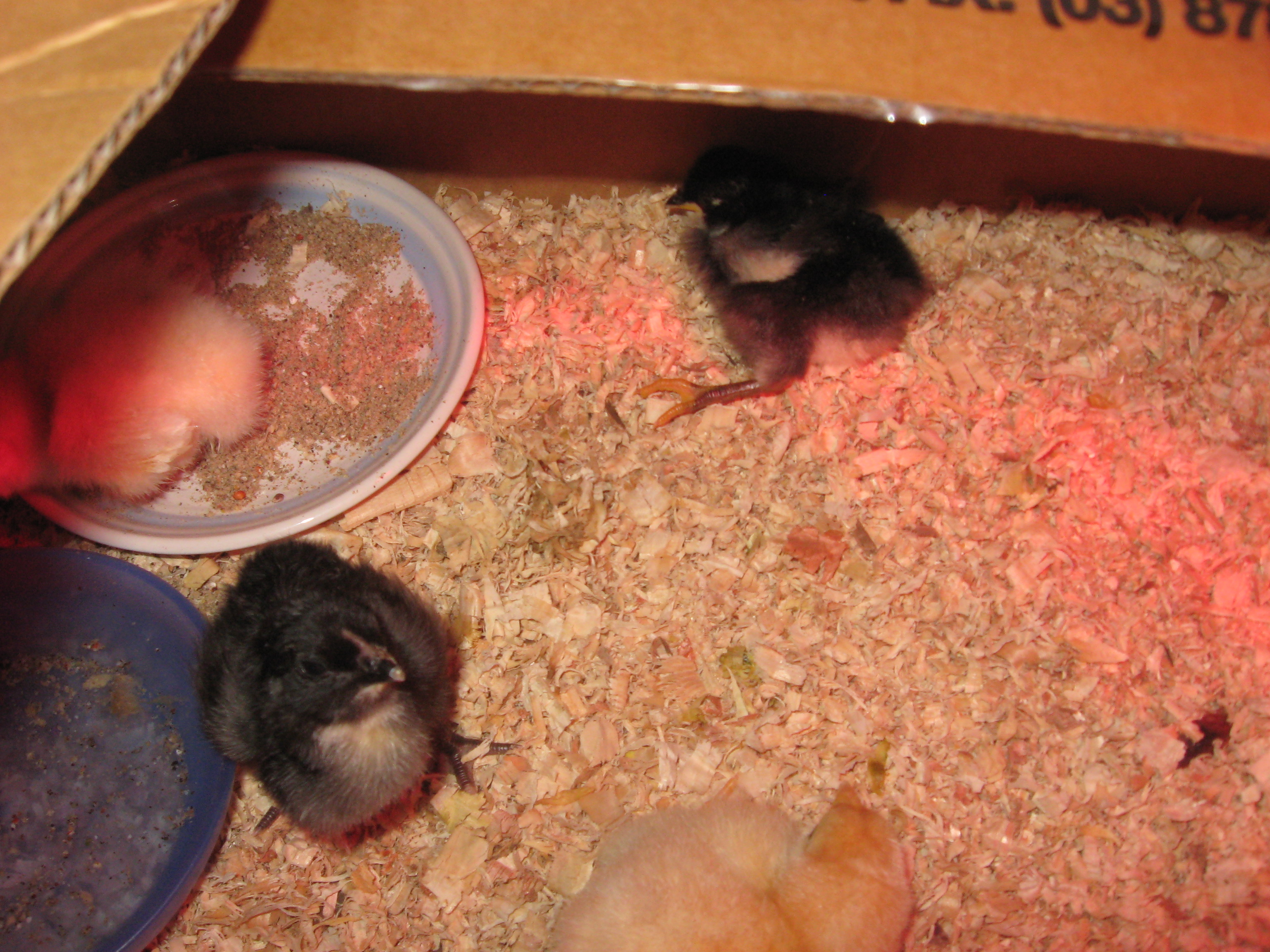 Our new babies born around Mid June. First ones to hatch on 16/5/12 but, since they weren't with me I don't know who came first