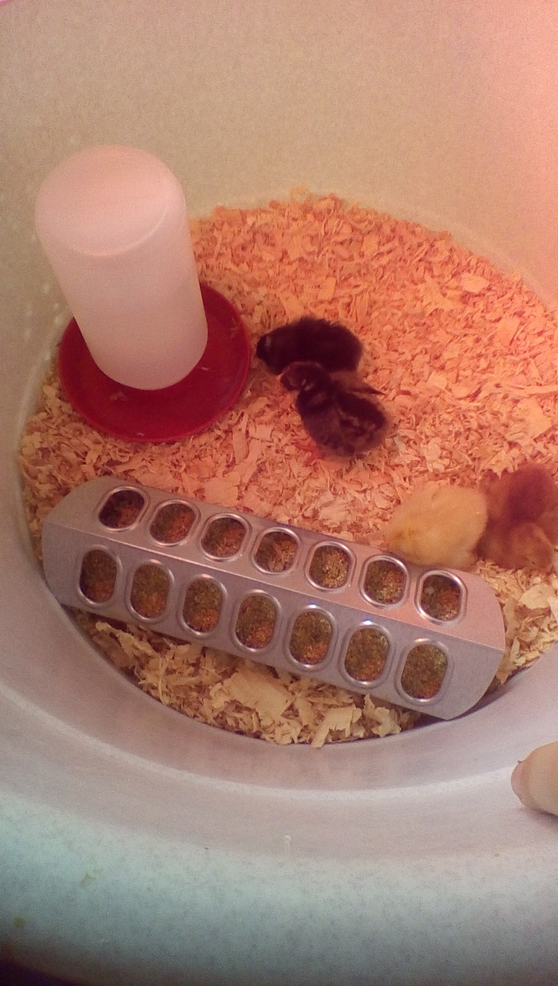 Our new babies.  Speckled Sussex, Rhode Island Red, Buff Orphington  and Barred Rock aka,  ‎Gretchyn‬, Blaze, Regina George and MaryAnn