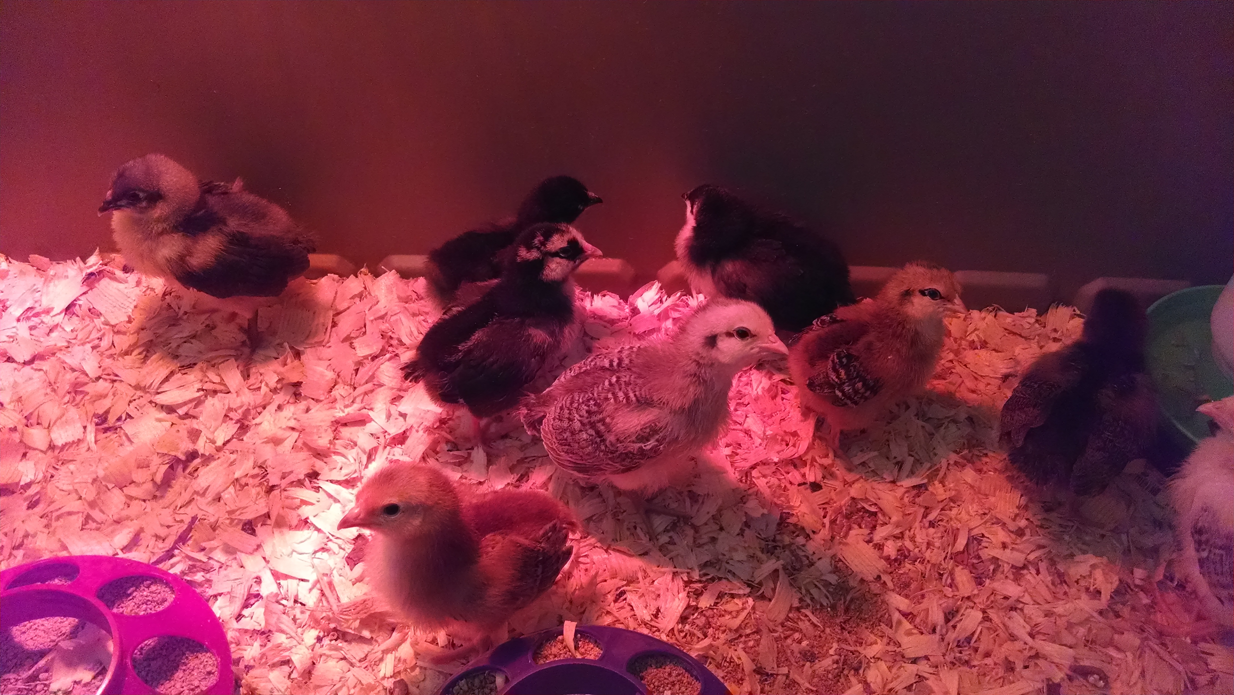 Our new baby chicks in the brooder.
