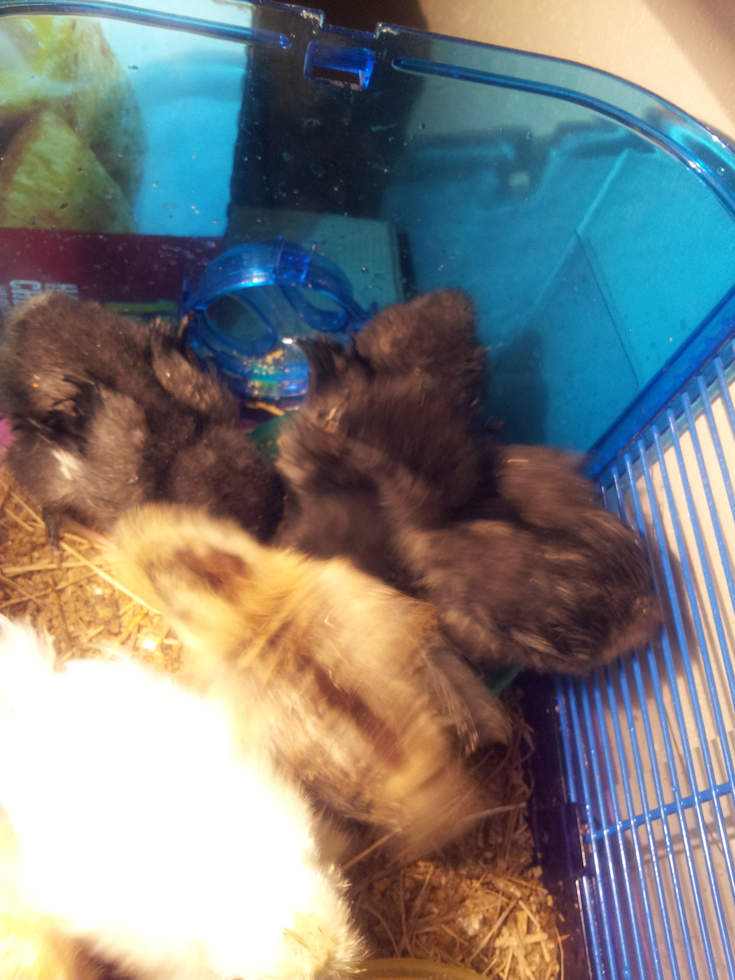 our new baby chicks silkies and frizzzies
