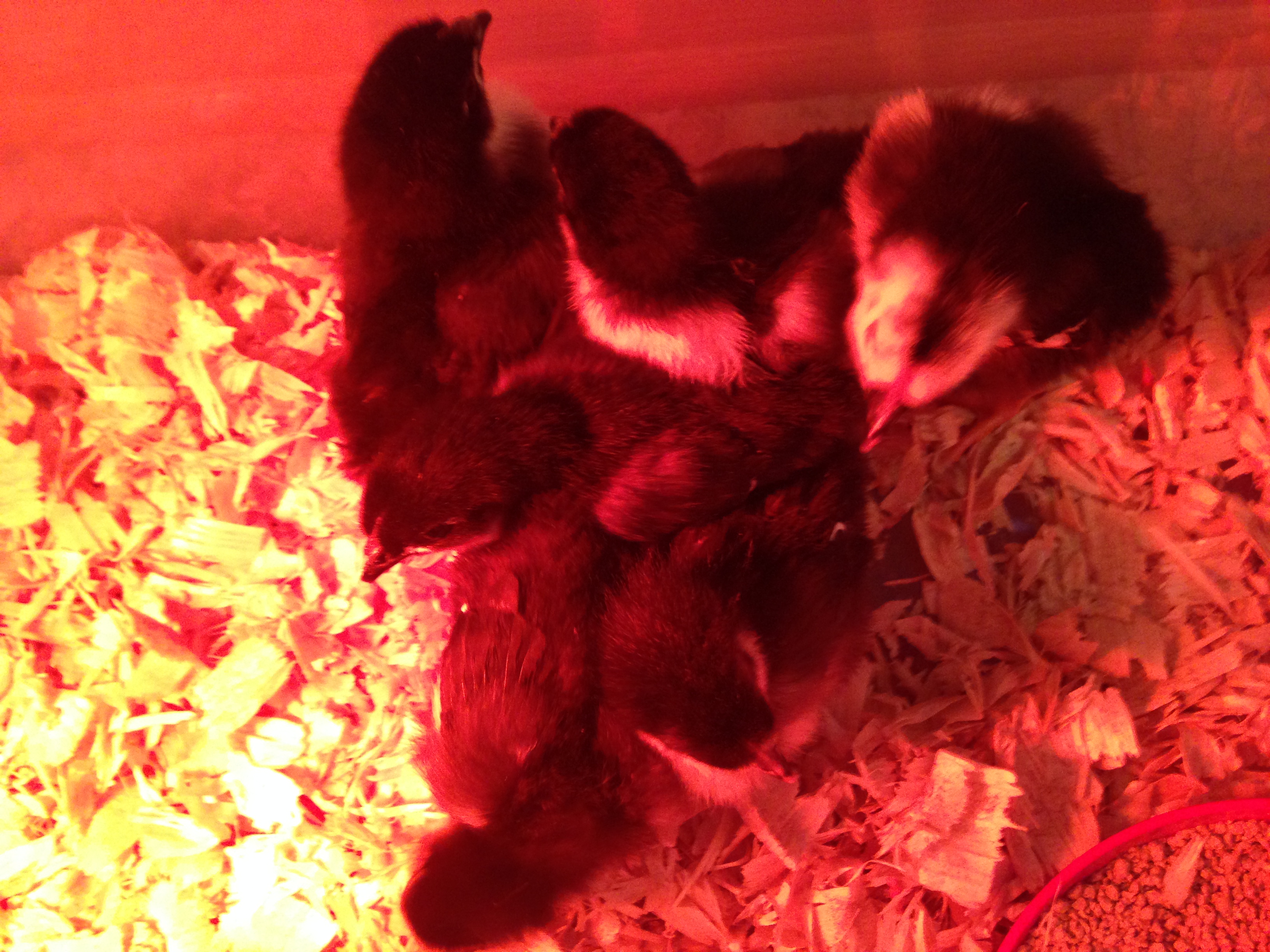 Our new Black Giant hens.