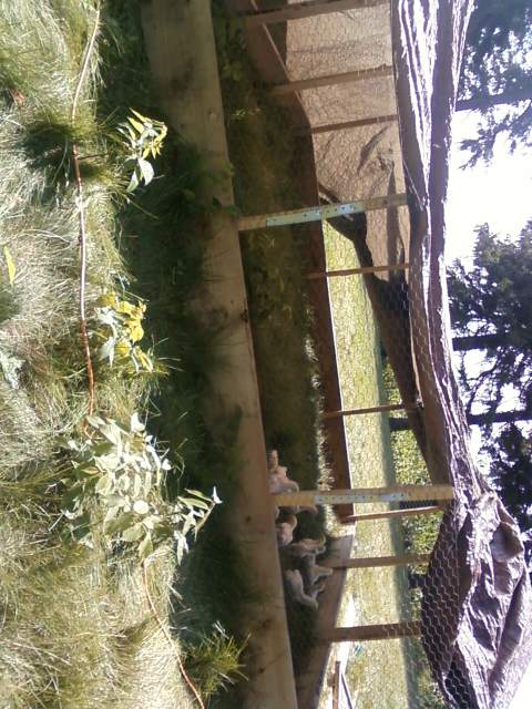 Our new broiler enclosure. My husband and children built this 10' x 10' enclosure this afternoon from scrap wood and a tarp. So far the chickens are good and the baby bunnies like it too.