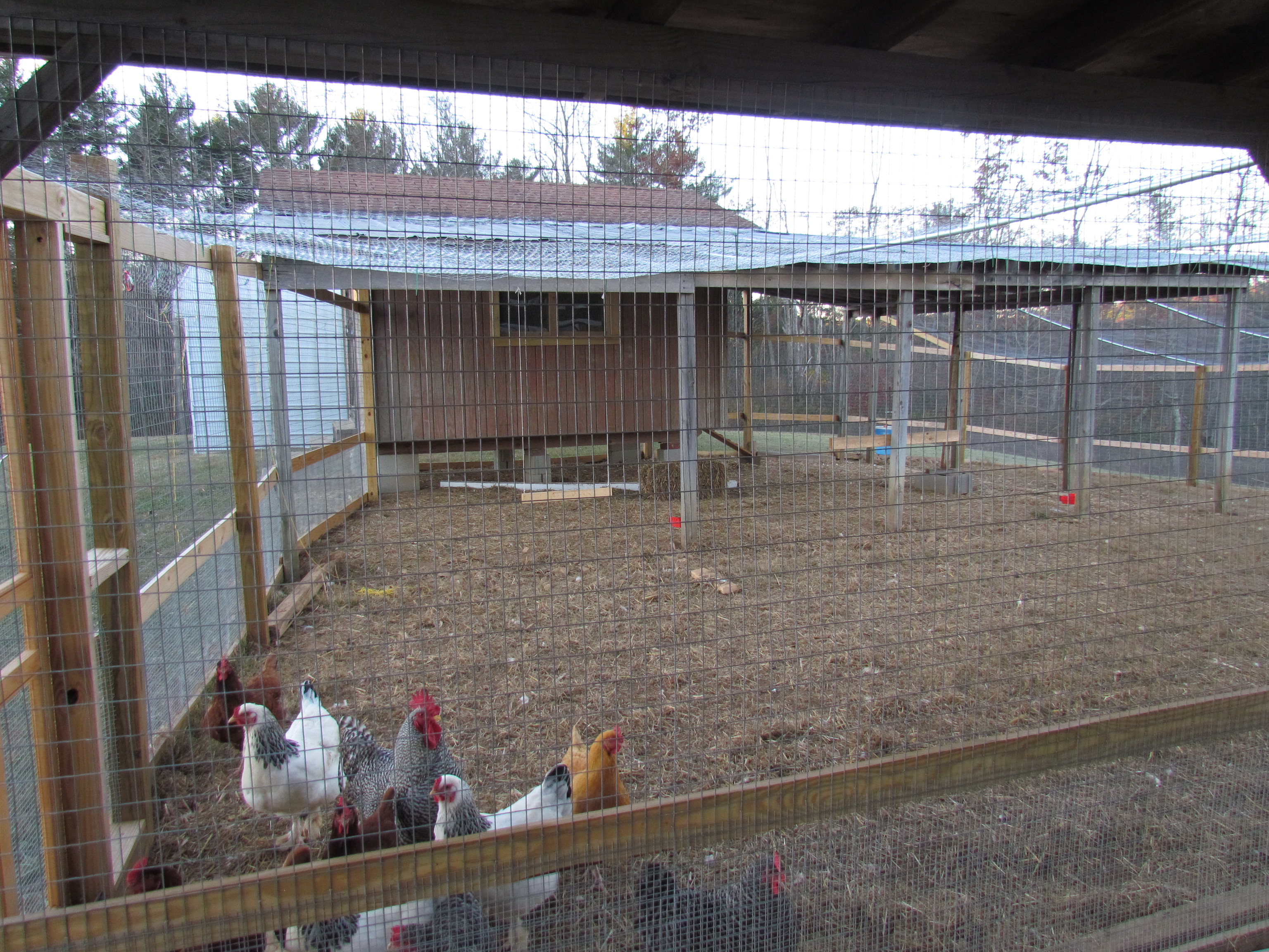 Our new chicken coop in the background is attached to the pen made of 6' tall  1"x 2" wended wire with 1/2" hardware cloth on the lower 2'. The top of the pen is chicken wire over 3/4"metal  conduit for support held up well during several snow and ice storms.