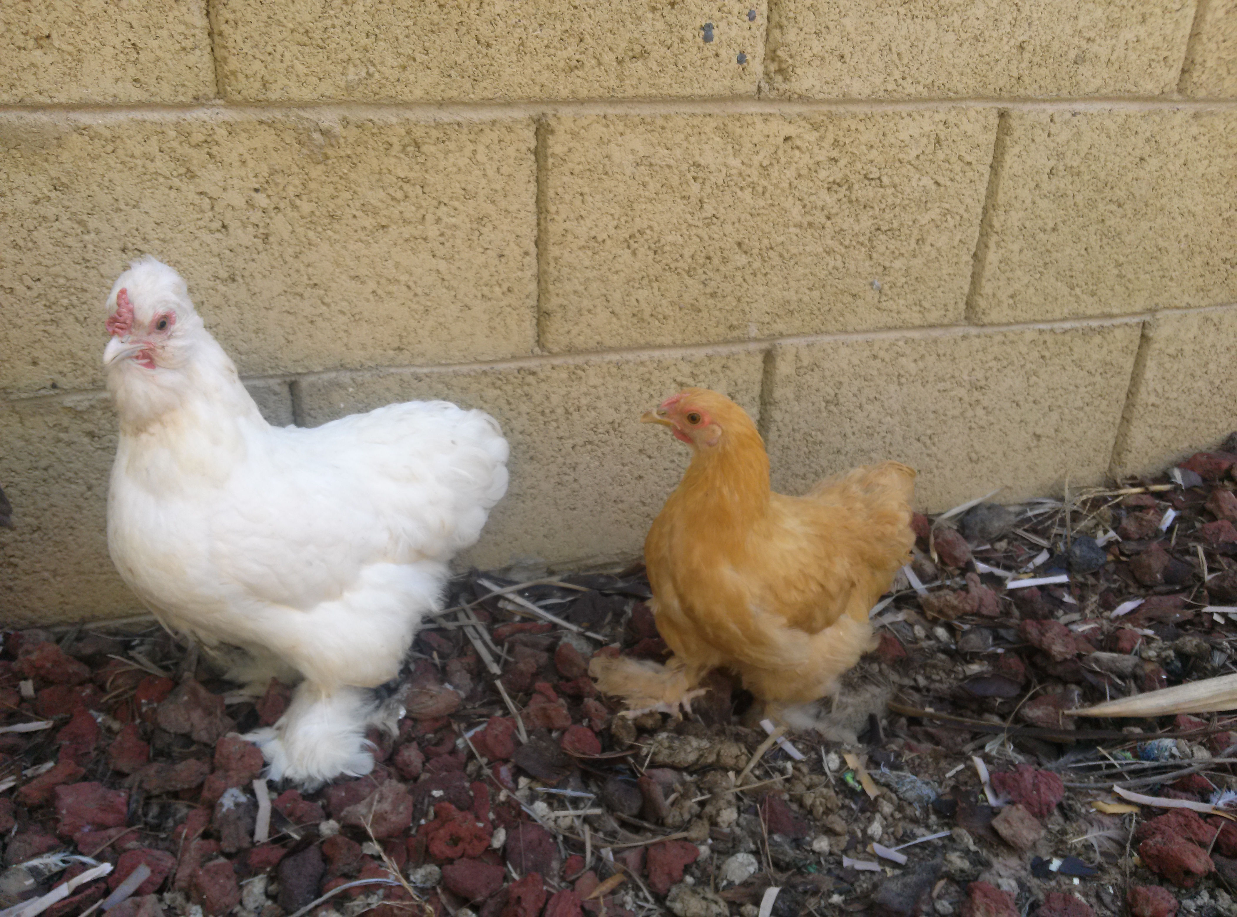 our new chickens