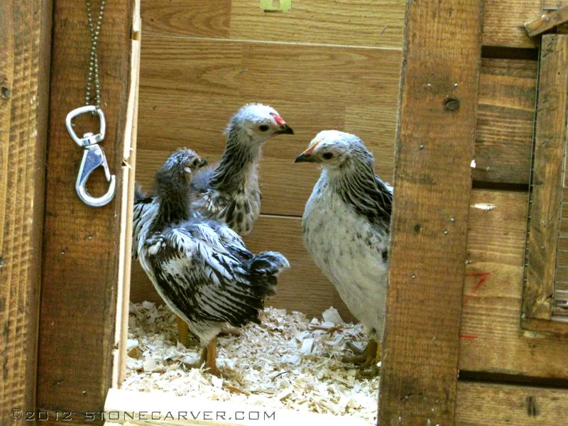 Our new chicks discuss their new home.