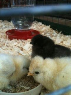 Our new chicks that were given to us.  Two D'Uccle's; one Porcelain and one Partridge and two Silkies; one Black and one White. Chick5.jpg