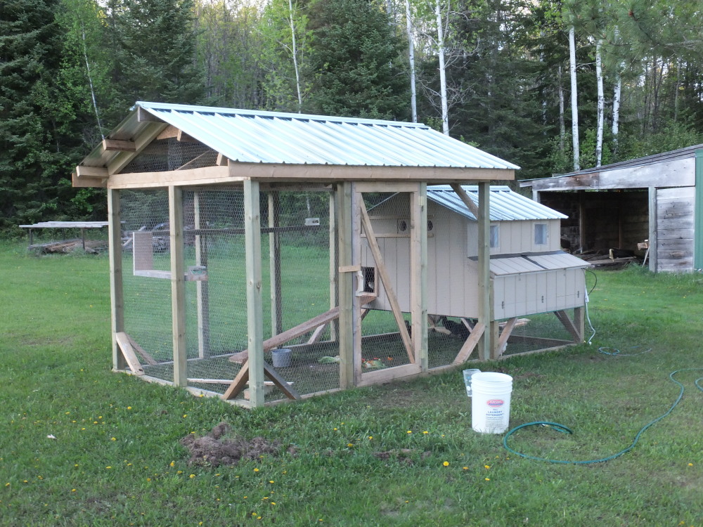 Our new coop with netting installed ready for the flock.  Once the birds were about a month old we let them out of the coop/run to free-range the yard as they please, by propping open the door to the run for the day.  They all return each night as the sun goes down on their own.  We plan to only winter the egg-layers (6) the broilers will go to the freezer in the fall time.  This will provide more space for the hens and reduce purchased feed requirements.