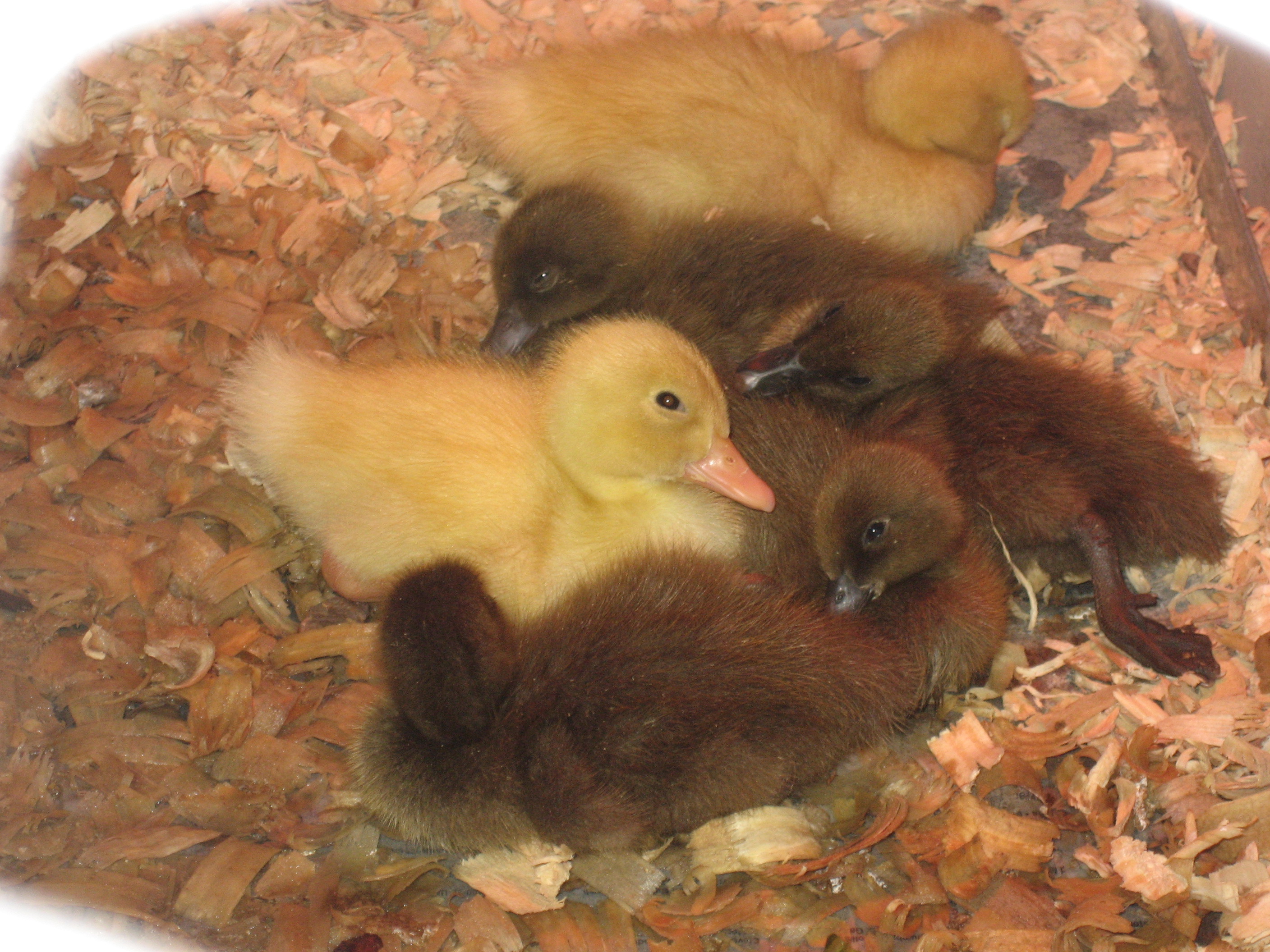 Our new duckies.