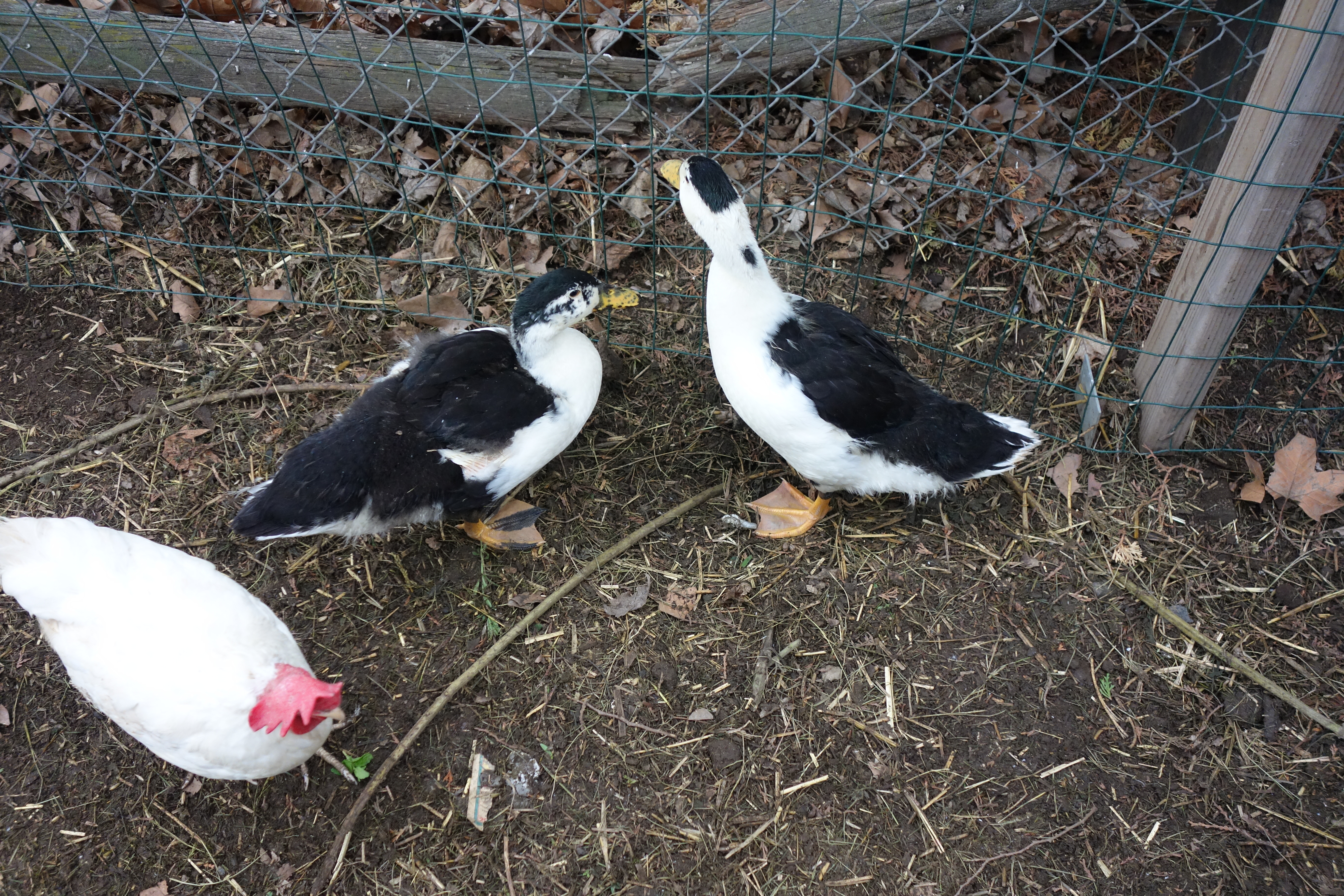 Our new ducks, Sam & Basil.