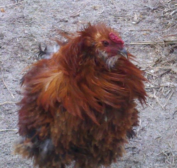 Our new Frizzle Ameraucana Roo