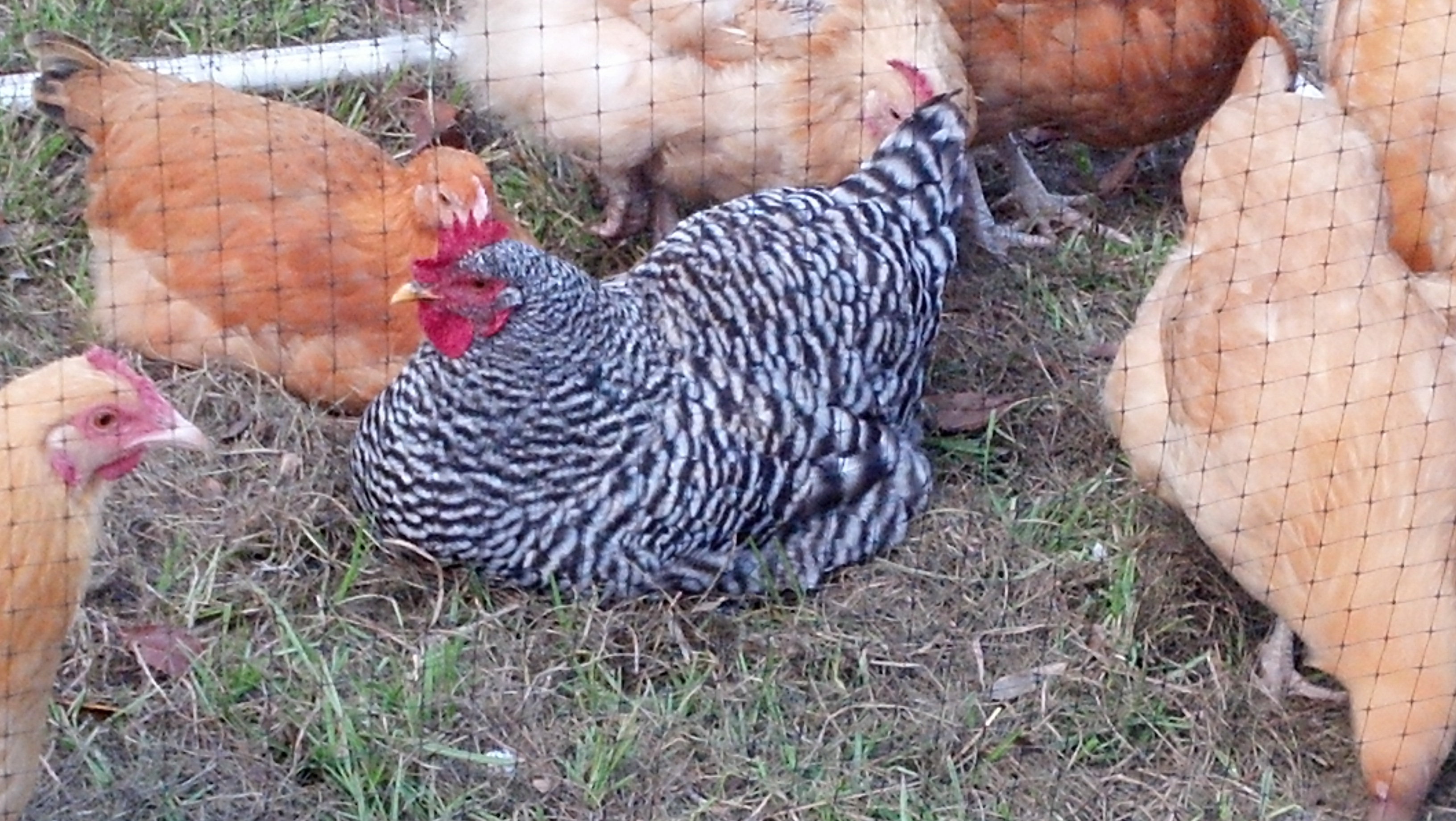 Our new girl "Berta"