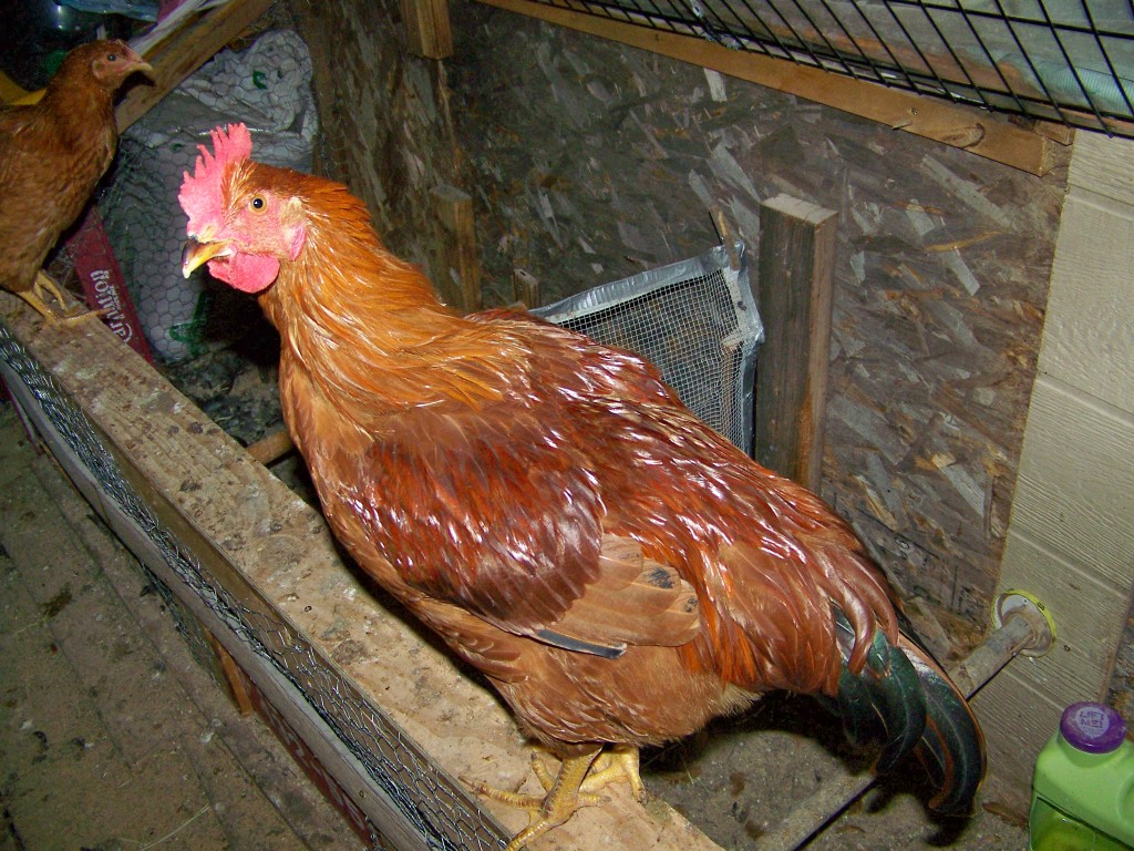 our new hampshire  red  rooster  15 weeks old