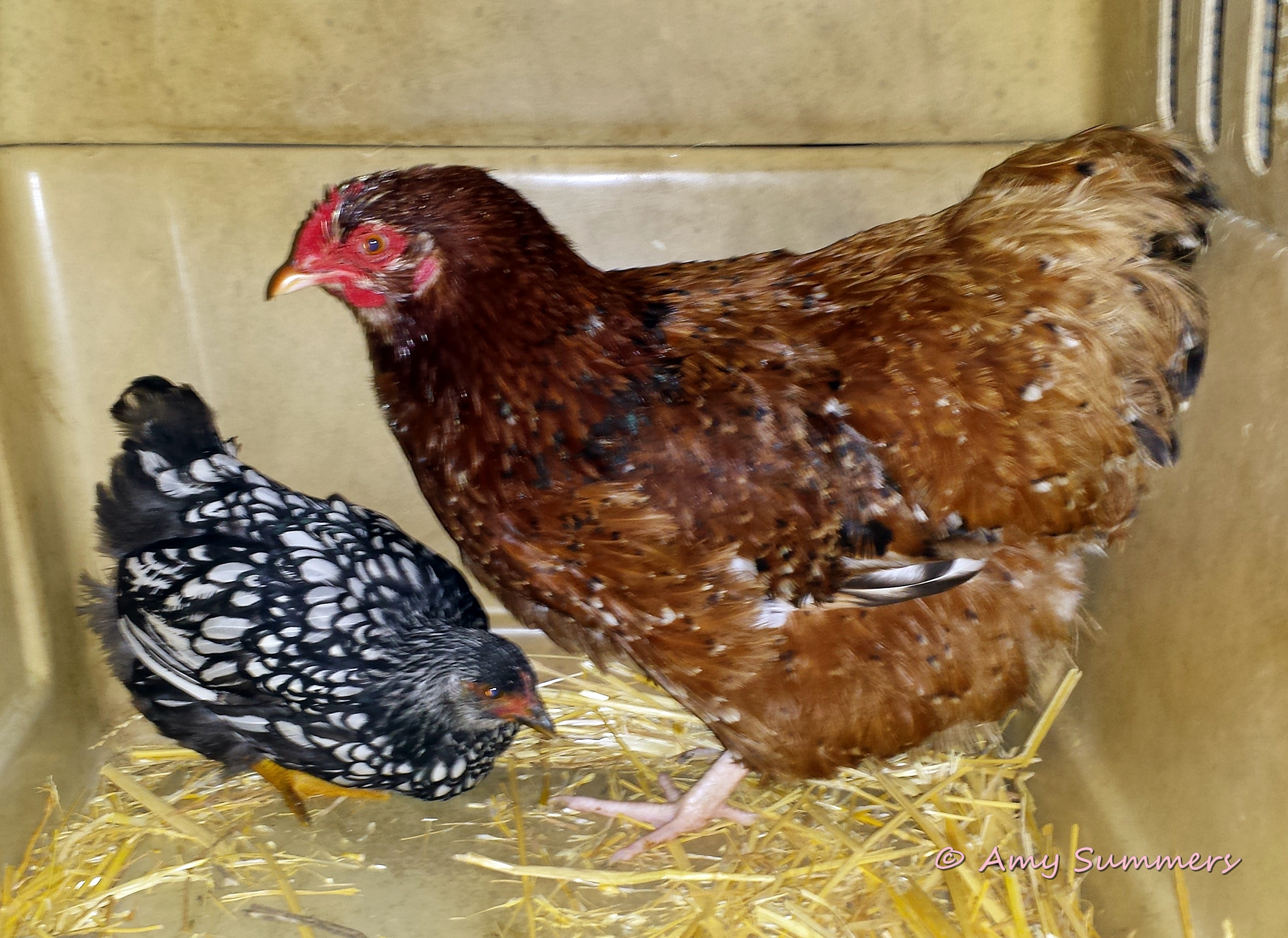 Our new hens on their first day. They are still in the transport kennel