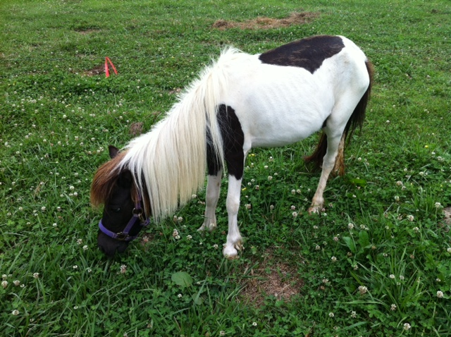 Our new mini horse. We brought her home on June 9, 2012. She is 4 years old and pregnant and very thin, due in September.

Now she has gained quite a bit of weight and looking healthy. Trimmed tail, mail and hoofs. She has gained probably 30+ lbs. 7/10/12