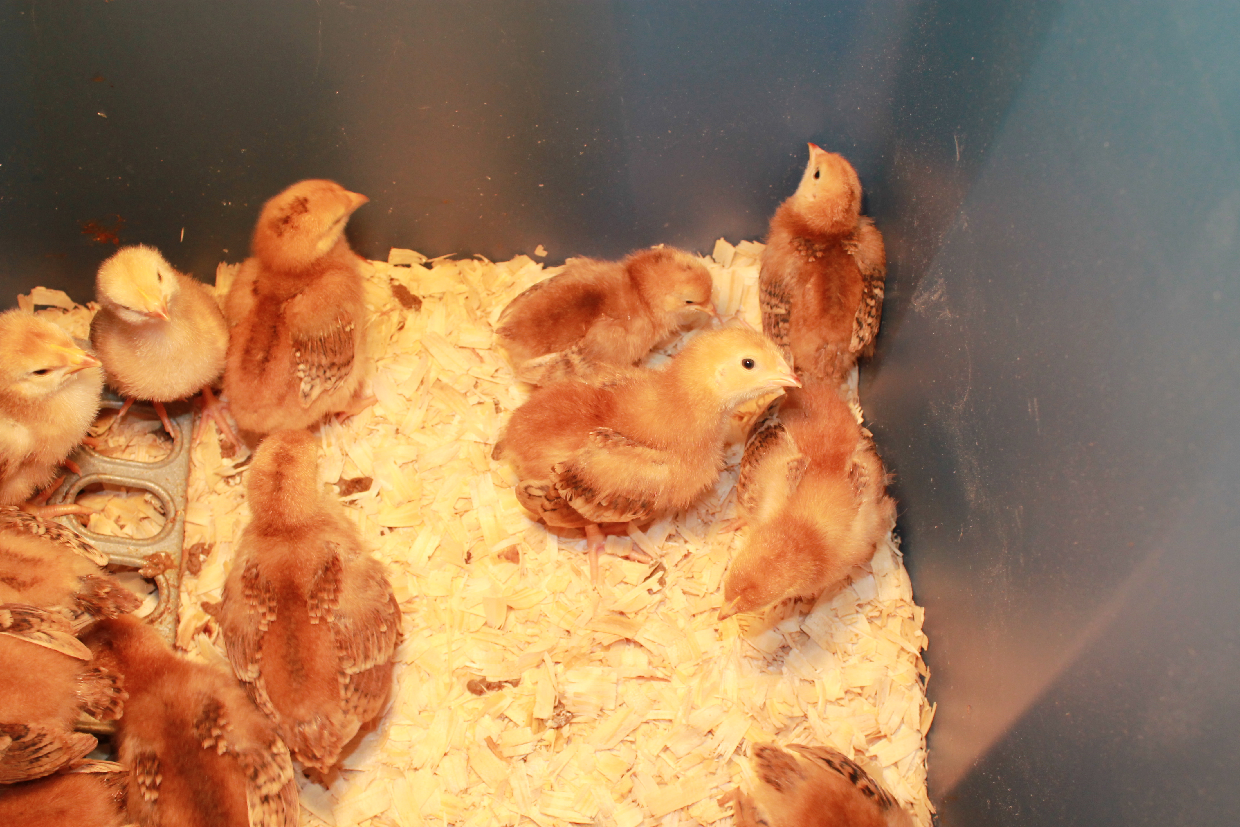 Our new RIR chicks