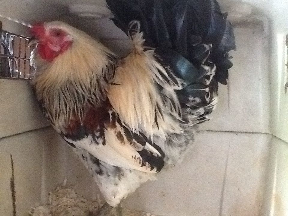 Our new rooster whom we named Luther. He was heading to a stew pot but we were able to give a second chance. He is our Easter Egg Rooster. He has the loudest crow that I have ever heard. Hope he can be with us for a long time. He is nice to look at and has calmed down so we can approach him to pick up or put him where ever we need.