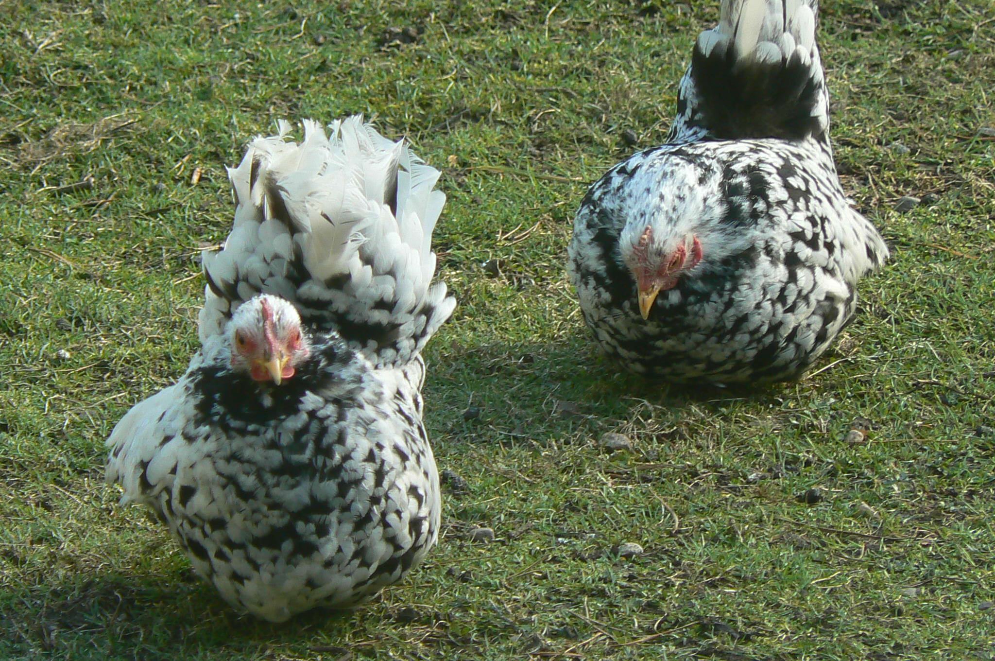 Our new wee girls, named after the wombles and they wobble about on their wee legs.