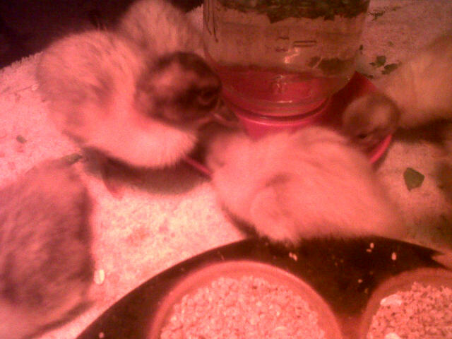 Our new Welsh Harlequin ducklings 6.7.12